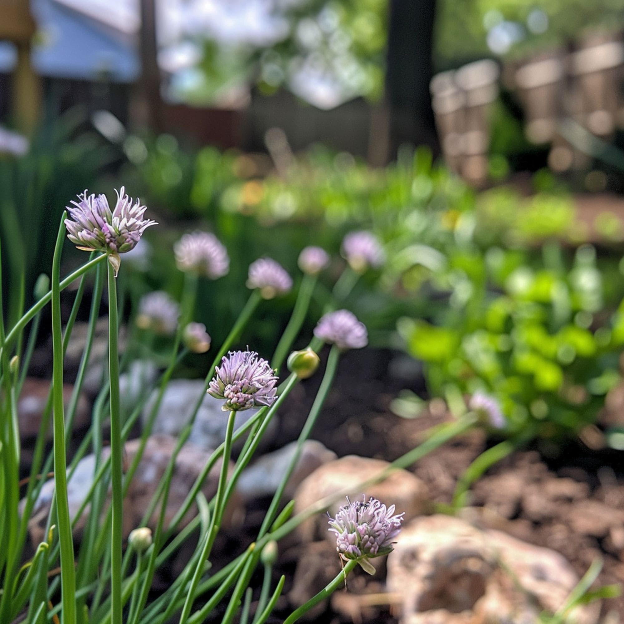 Chives in a Shade Garden