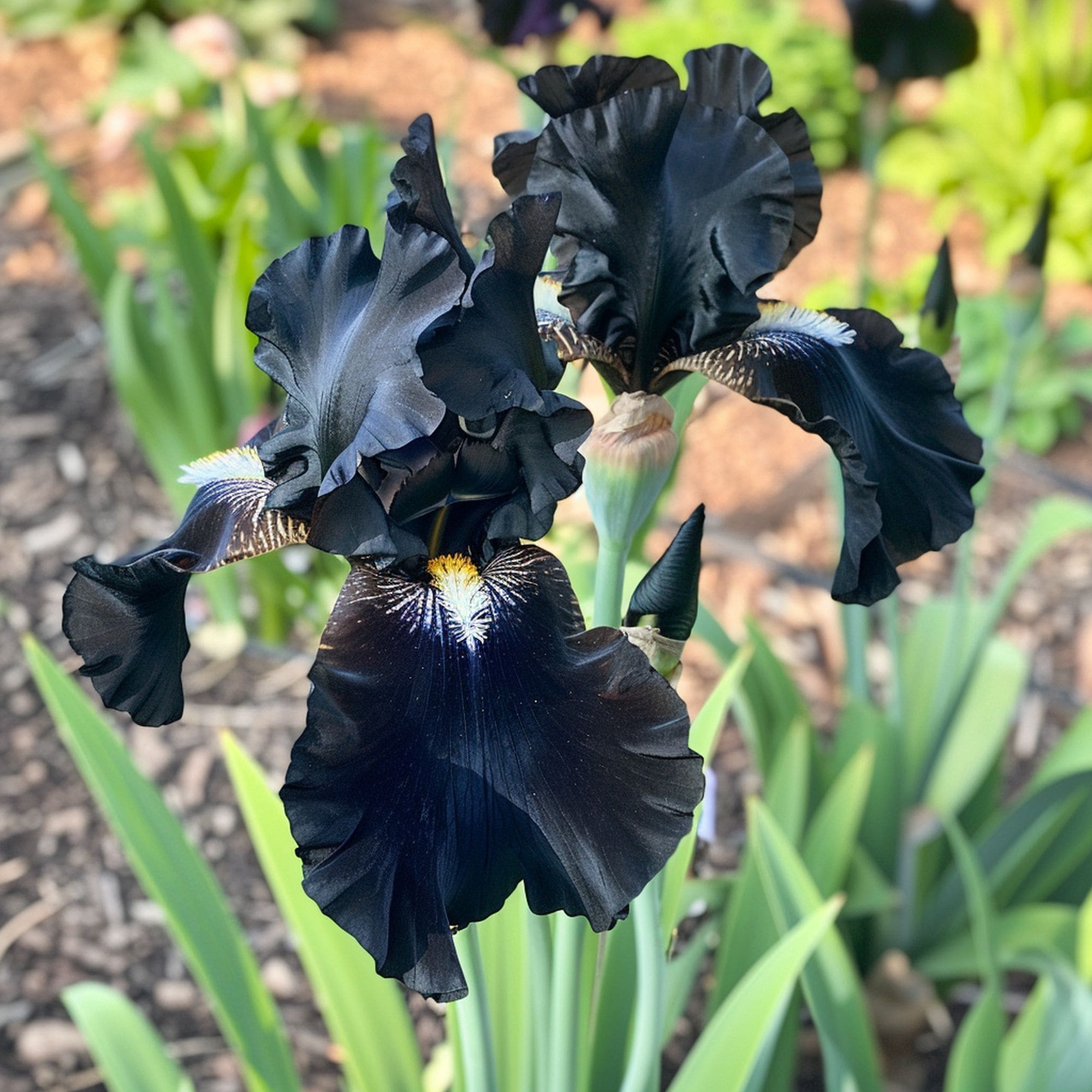 Black Bearded Iris Flower