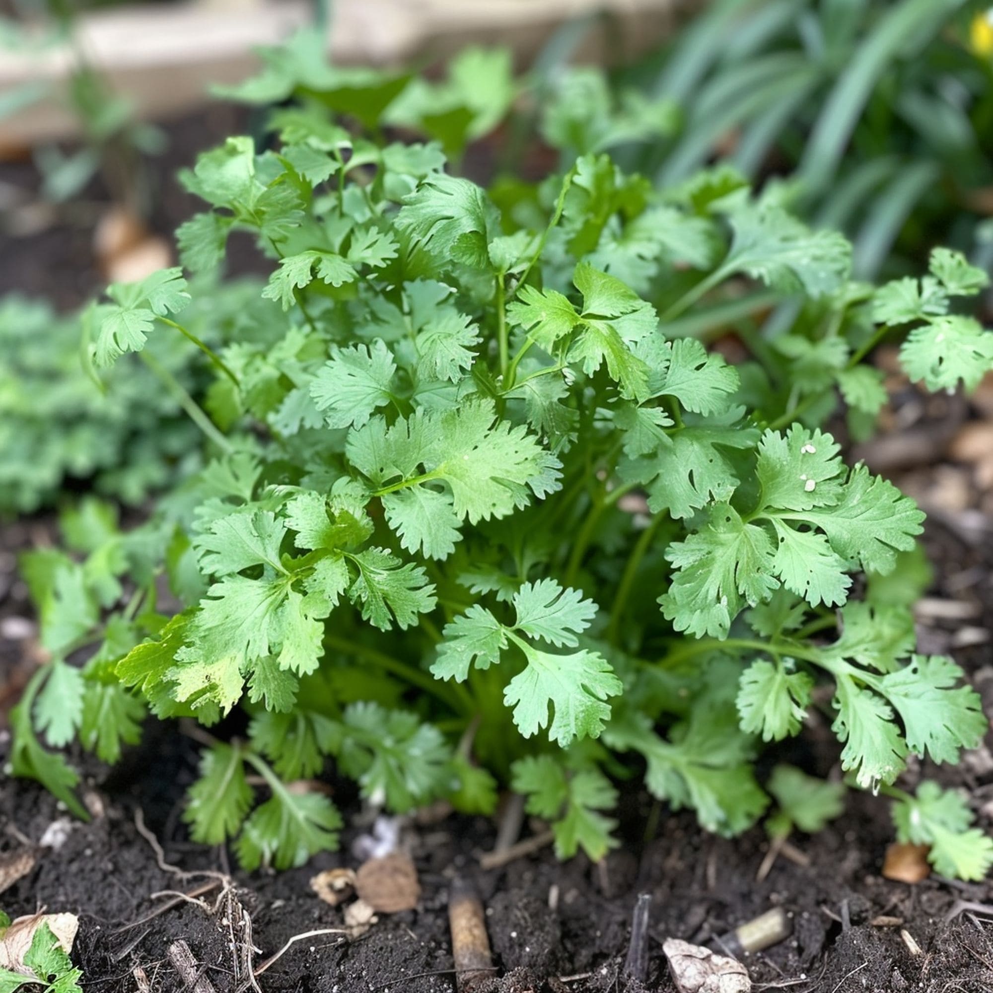 Cilantro in a Shade Garden