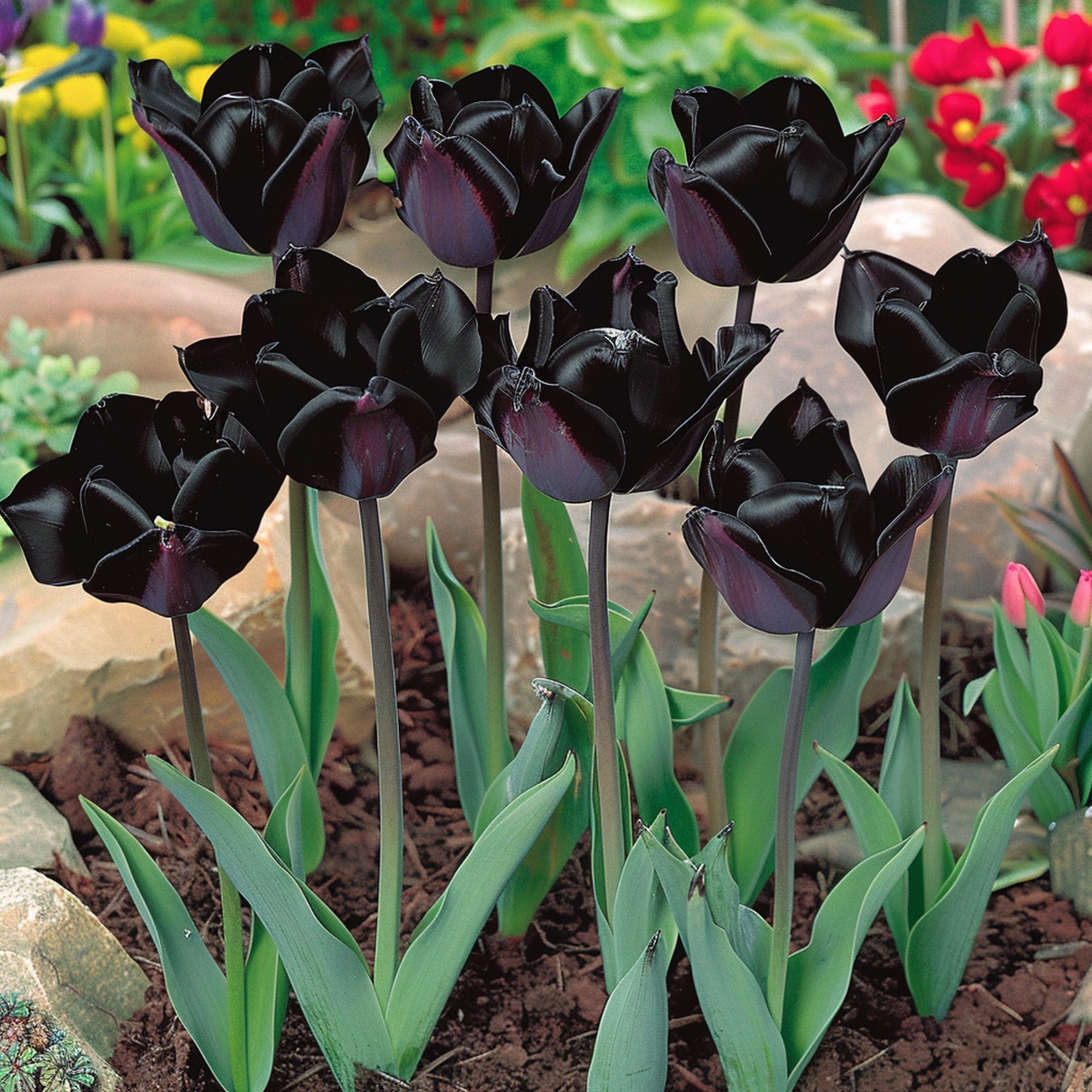 Queen of the Night Tulip Flower