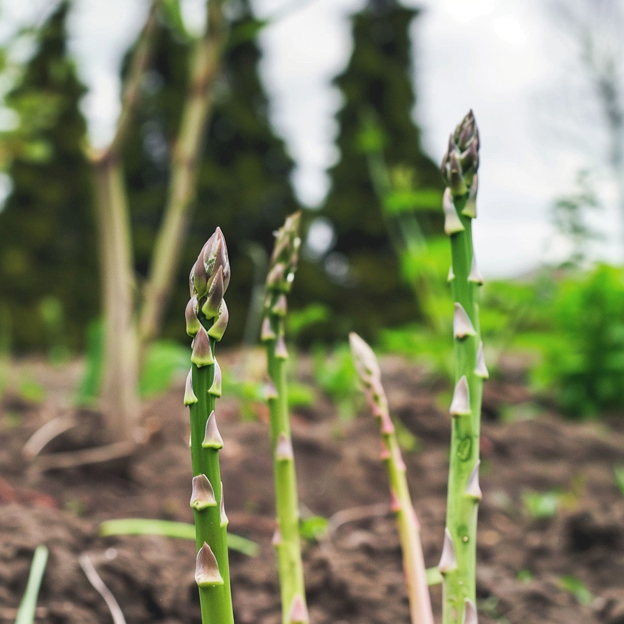 Asparagus in a Shade Garden