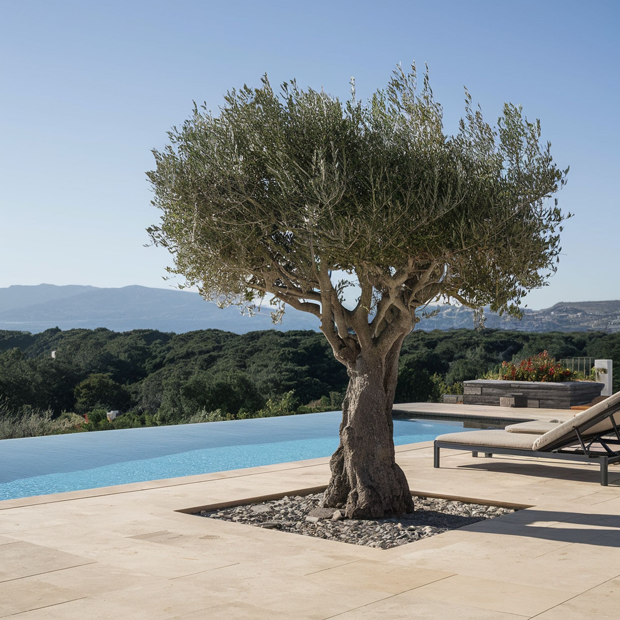 Fruitless Olive Tree Near Swimming Pool