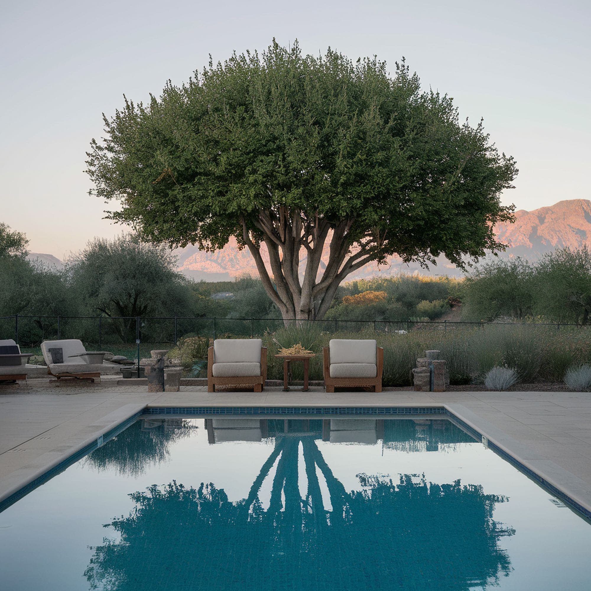 Palo Verde Tree Near Swimming Pool