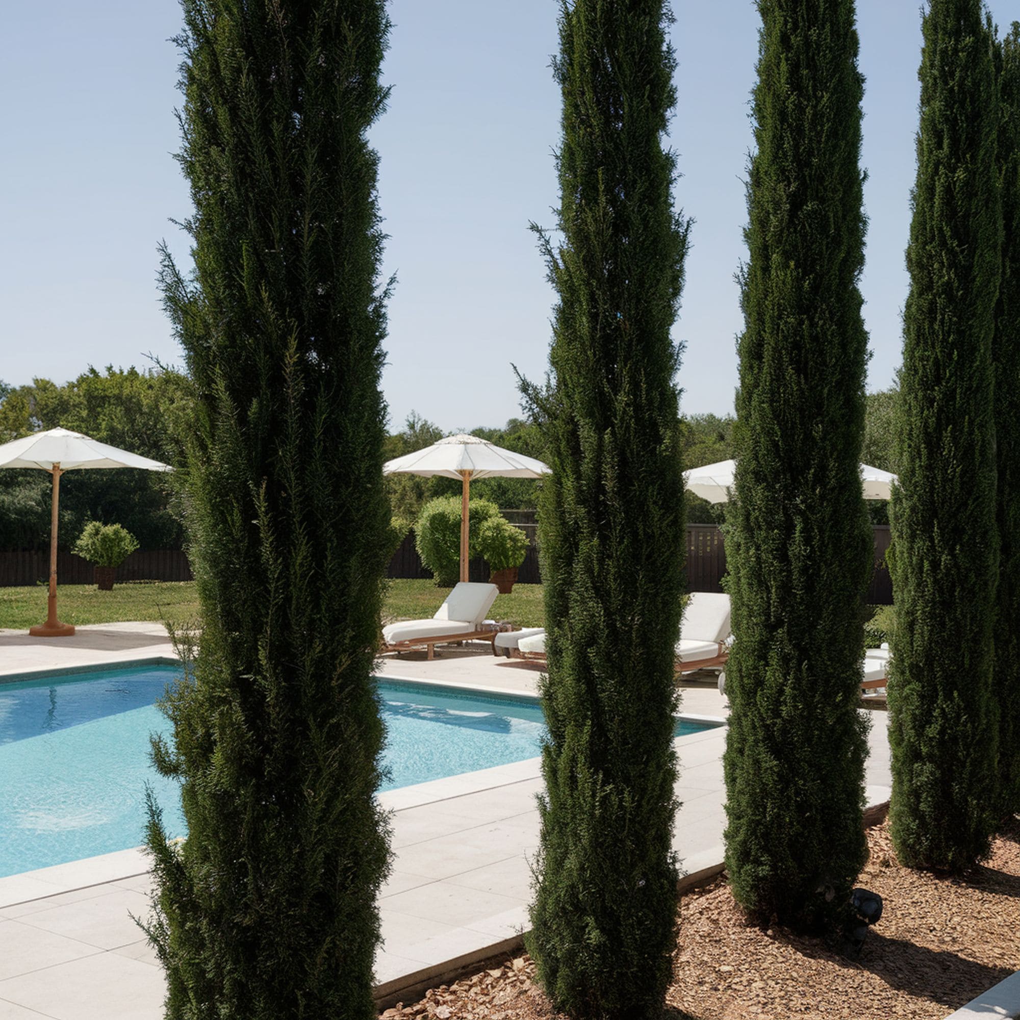 False Cypress Tree Near Swimming Pool