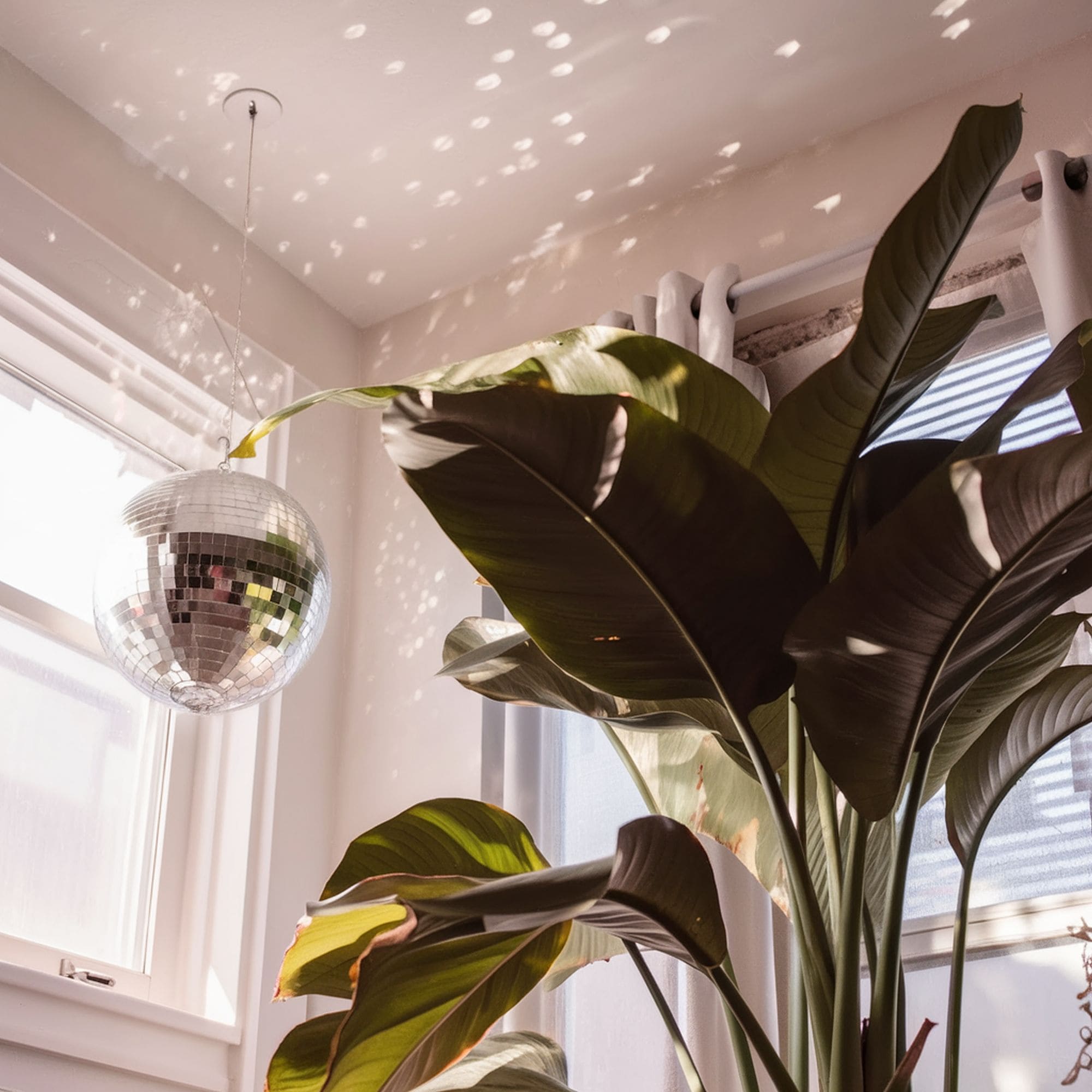 Disco Ball With Tropical Plant