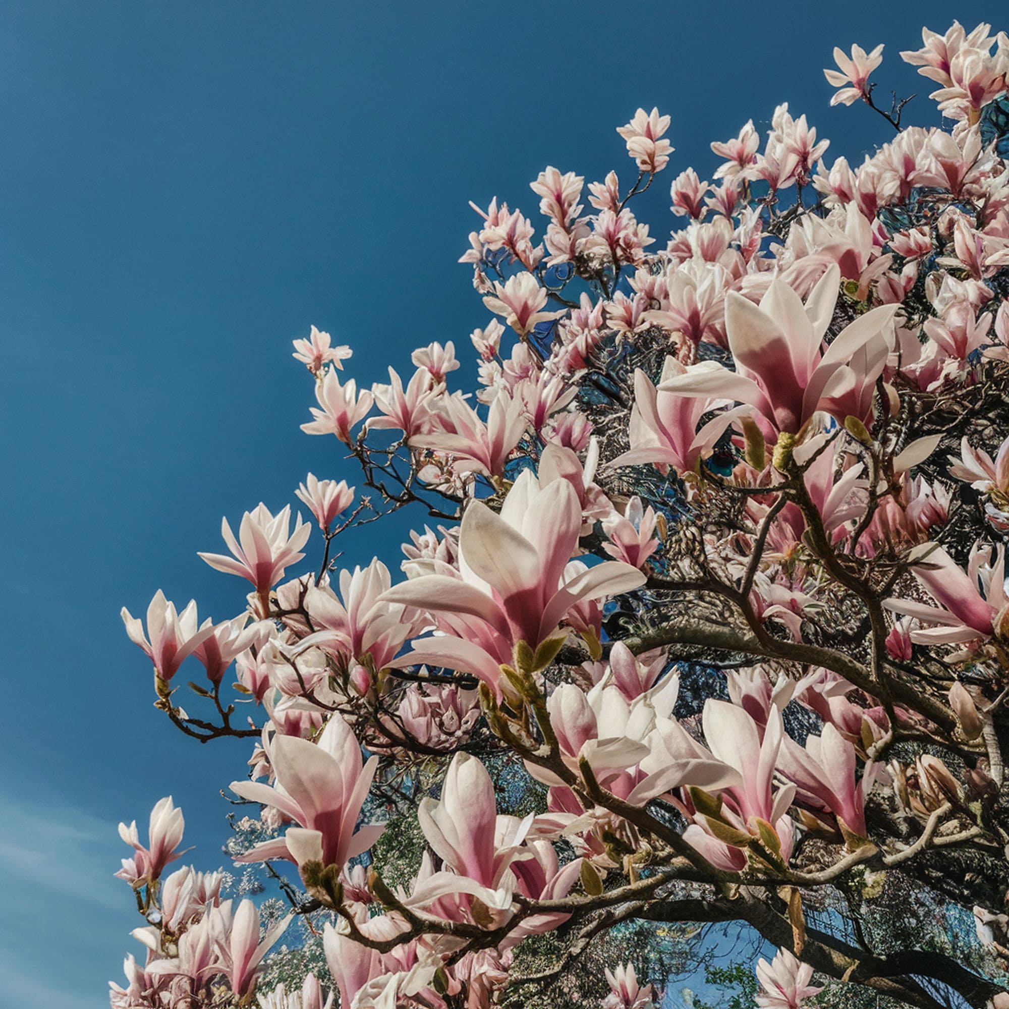 Magnolia Tree