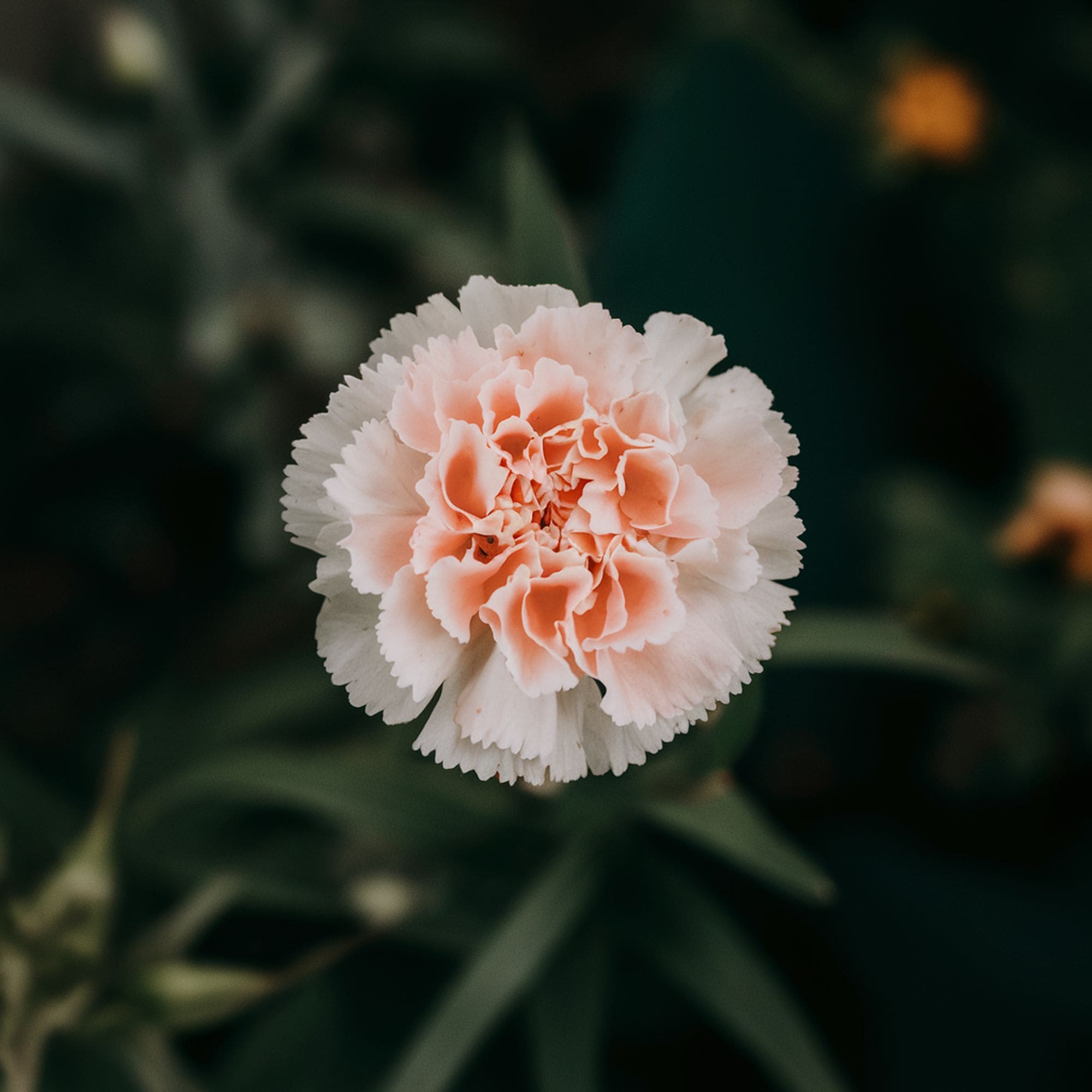 White and Orange Carnation Flower