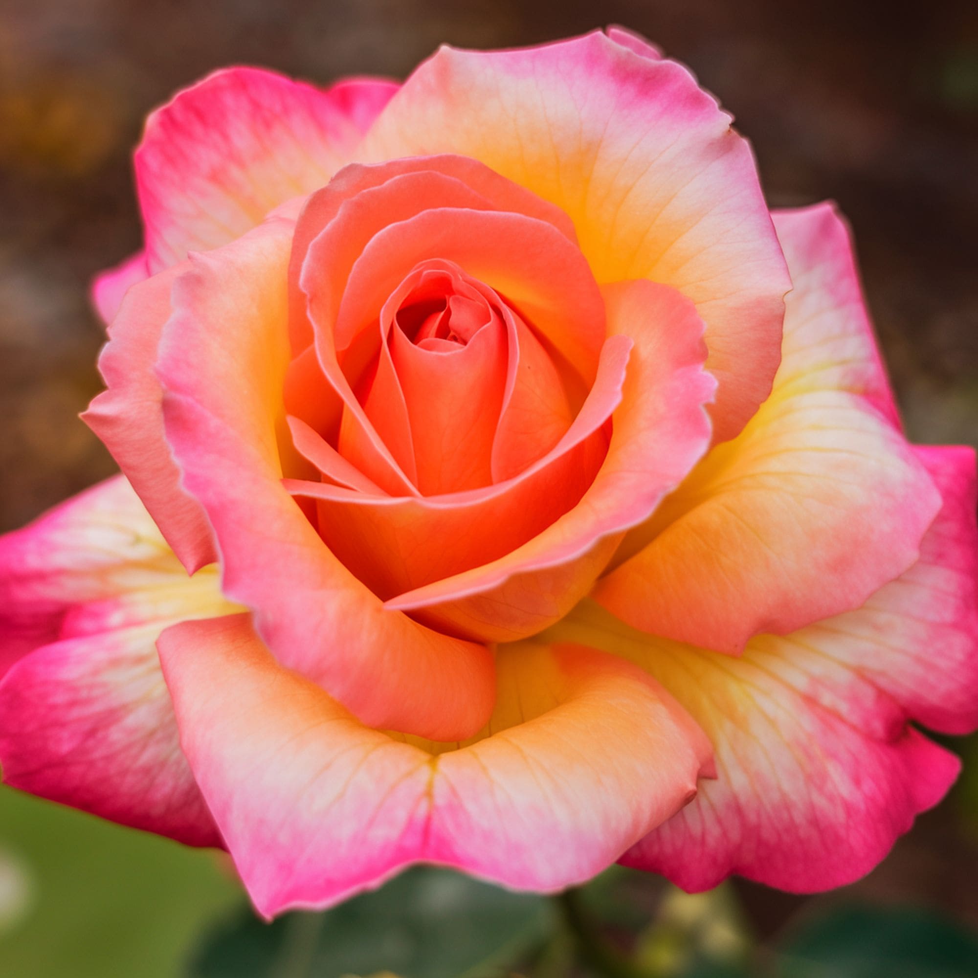 Mardi Gras Rose Variety