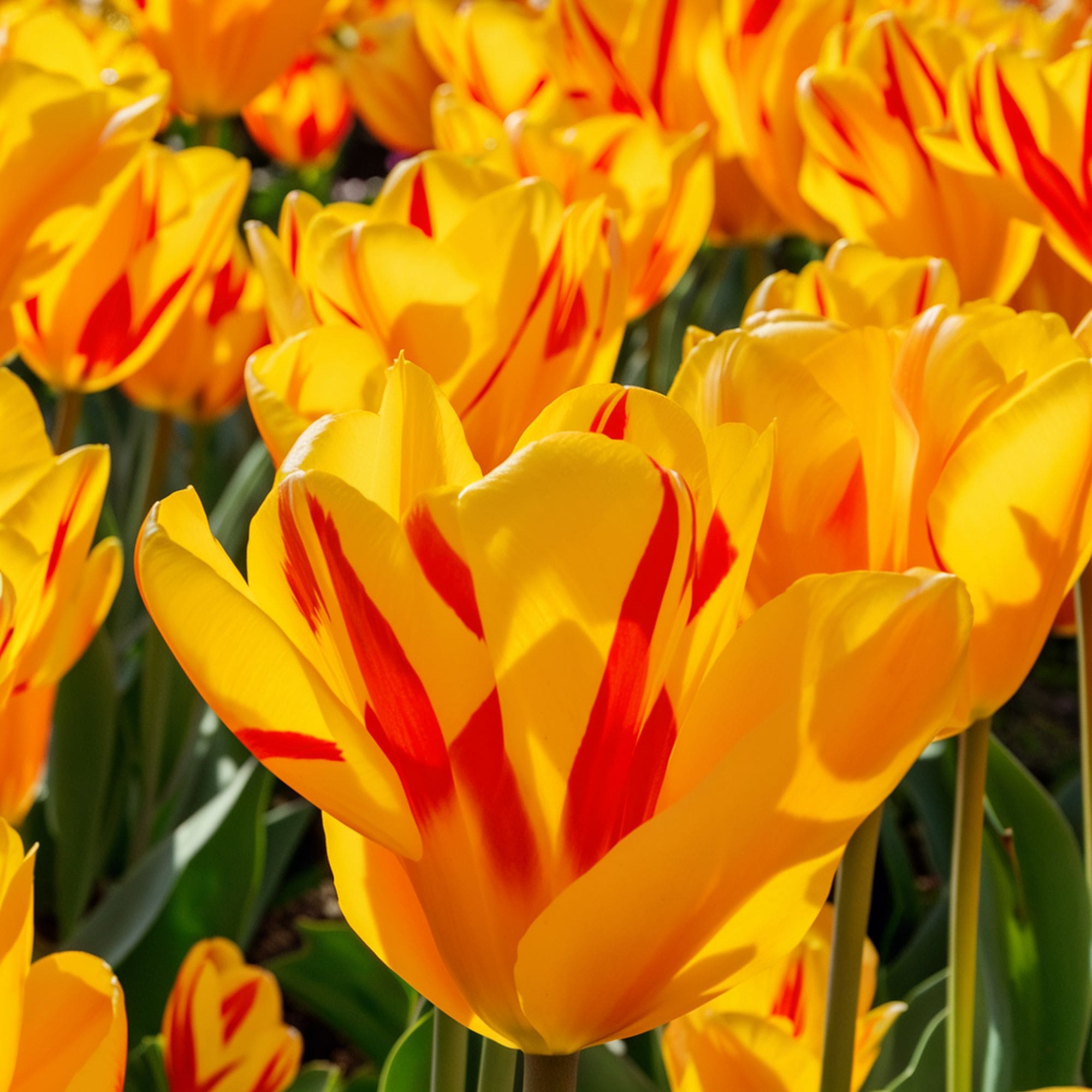 Olympic Flame Tulip