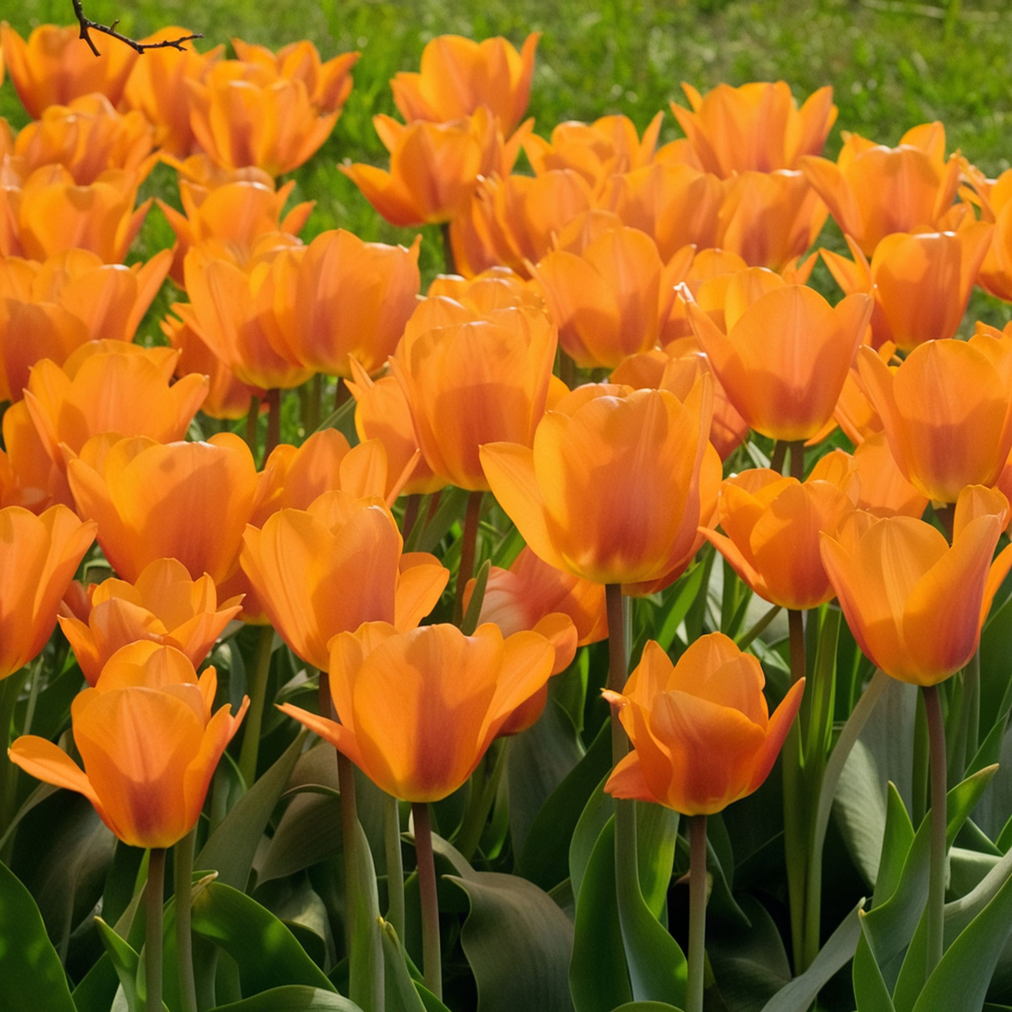 Orange Emperor Tulip