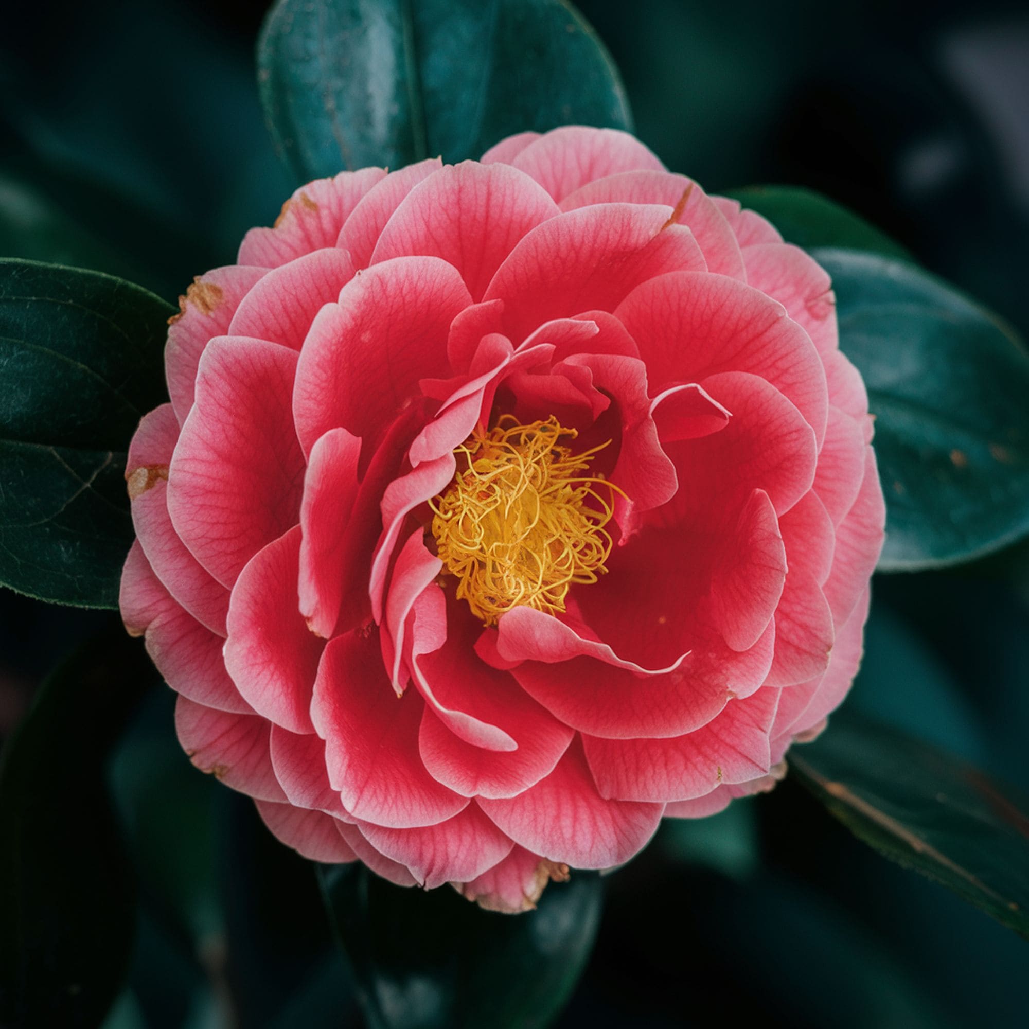 Camellia Japonica Plant
