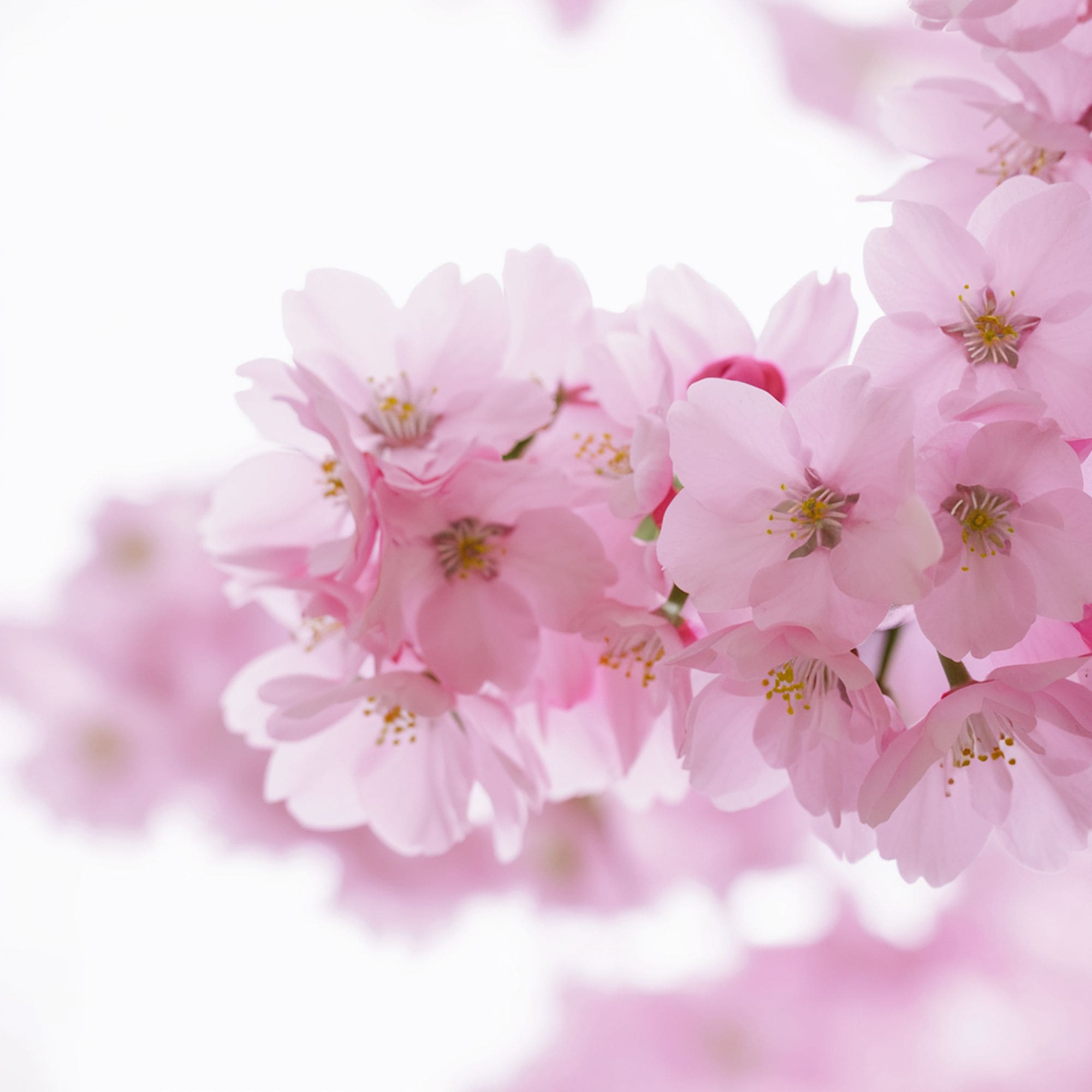 Ornamental Cherry Tree