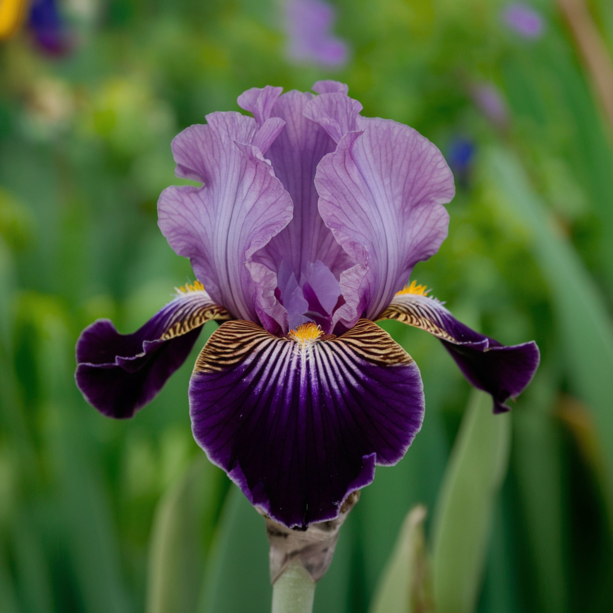 Iris Plant