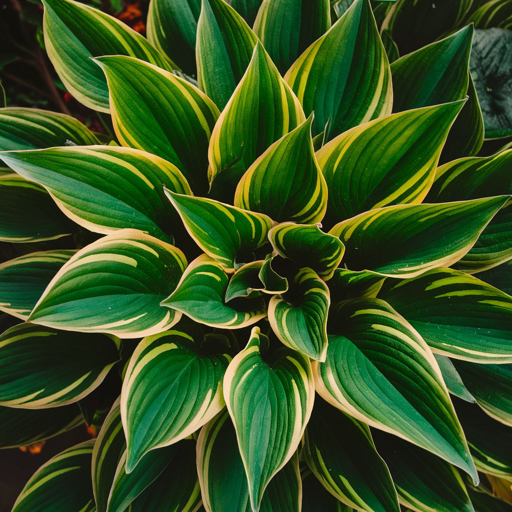 Hosta Plant
