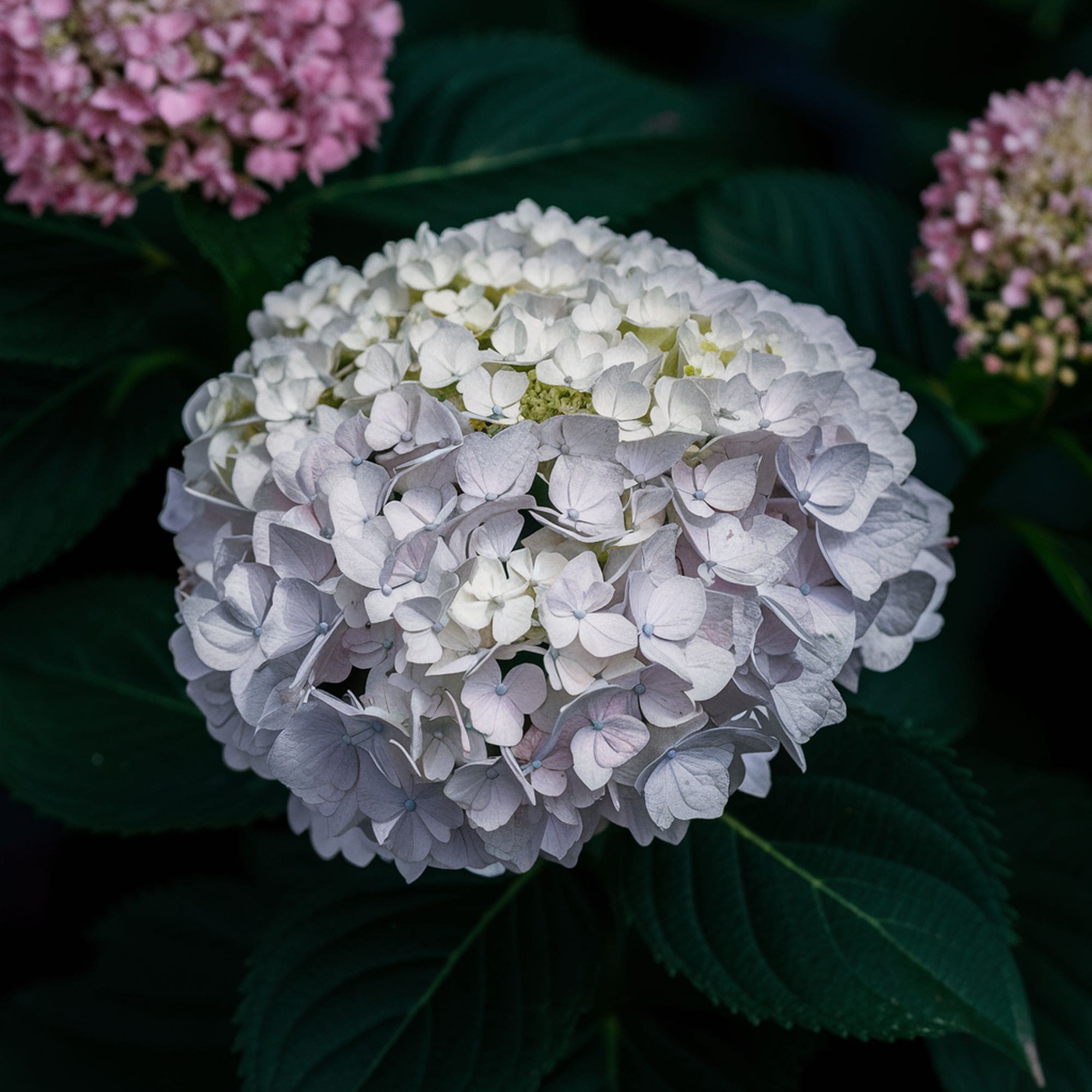 Hydrangea Plant