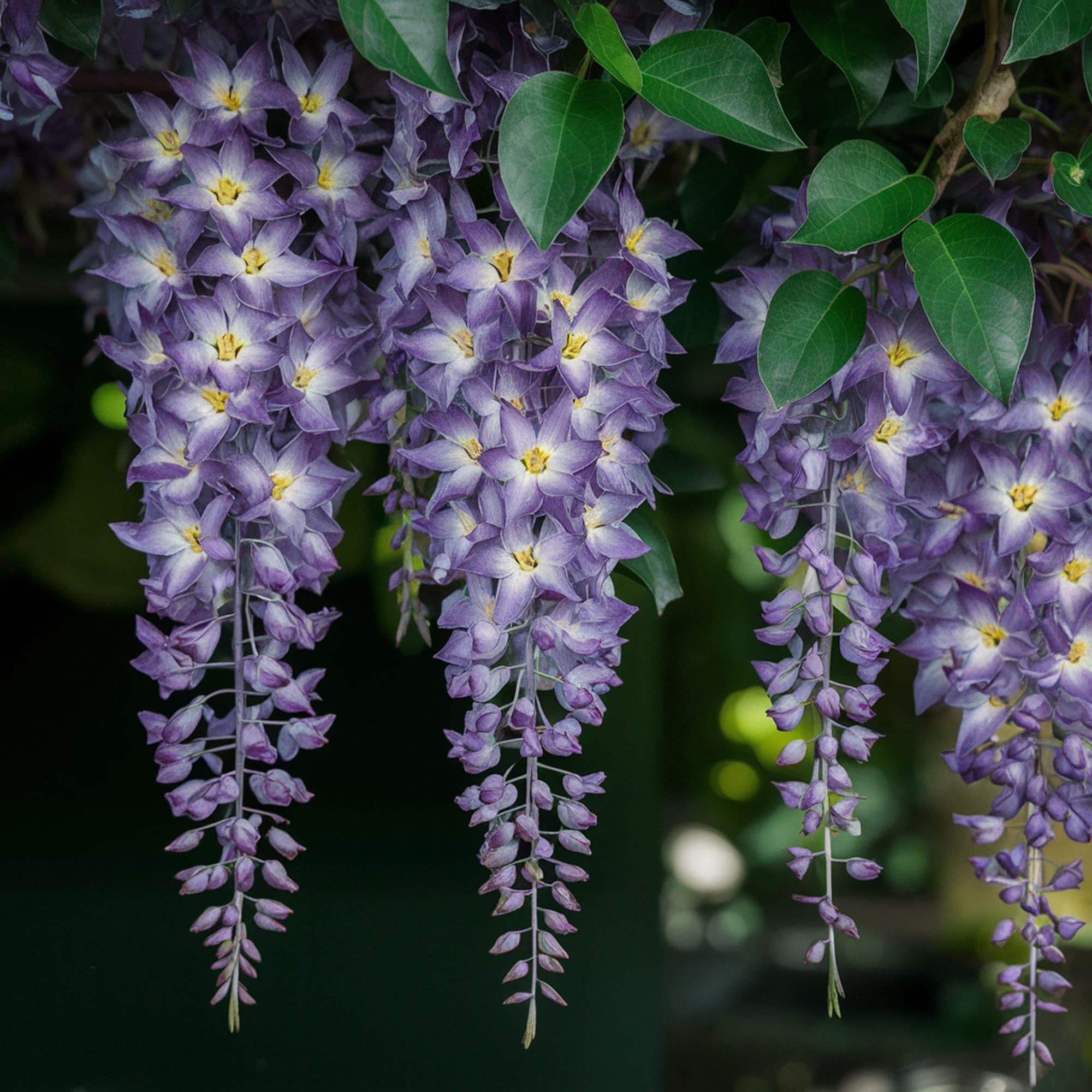 Wisteria Plant