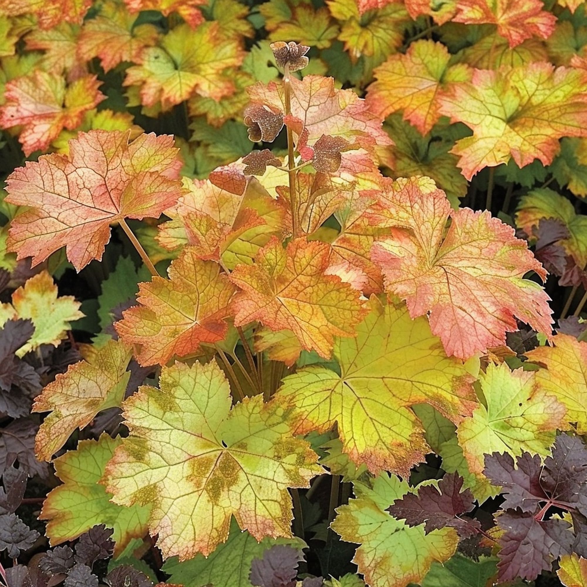 Heuchera Delta Dawn Plant