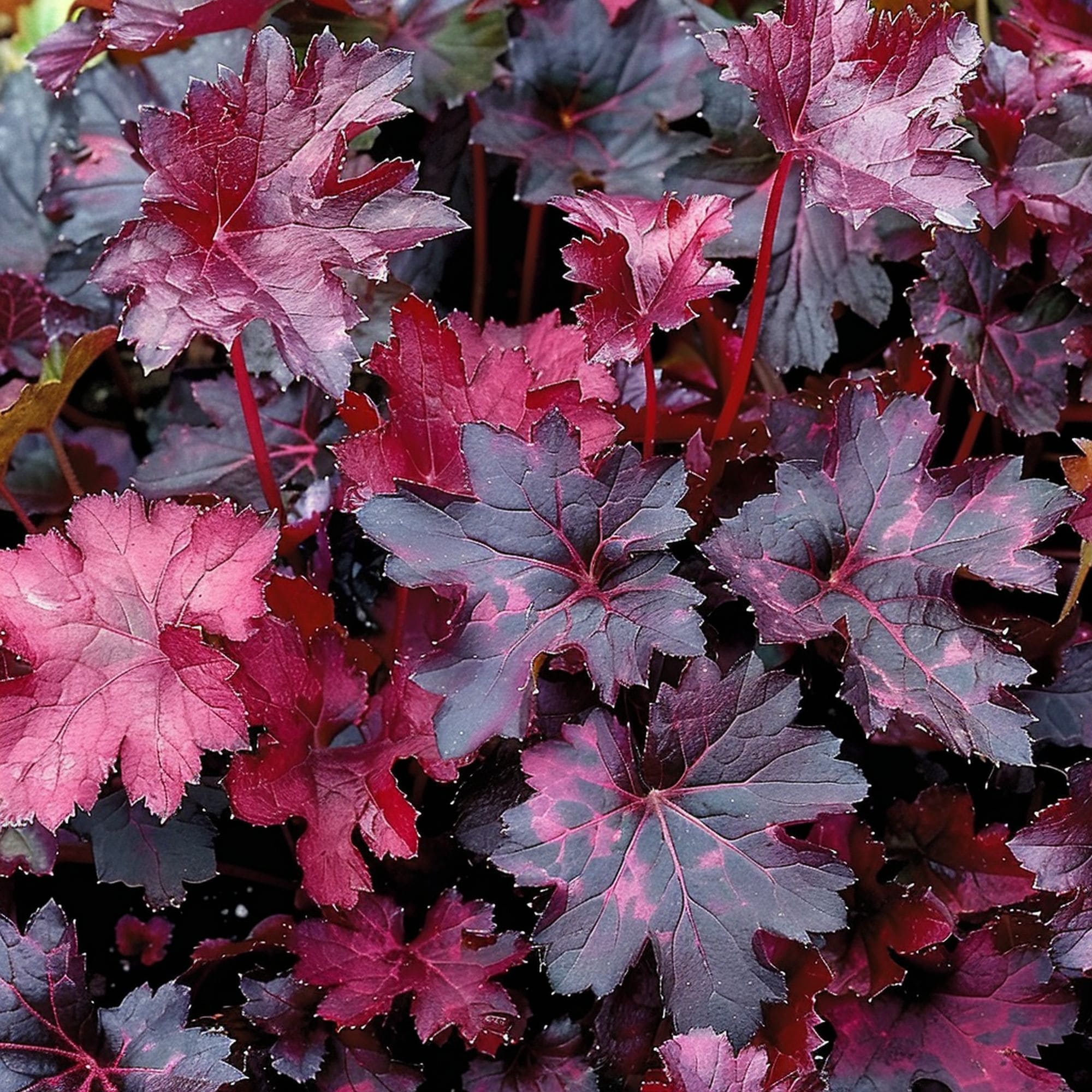 Heuchera Midnight Bayou Plant