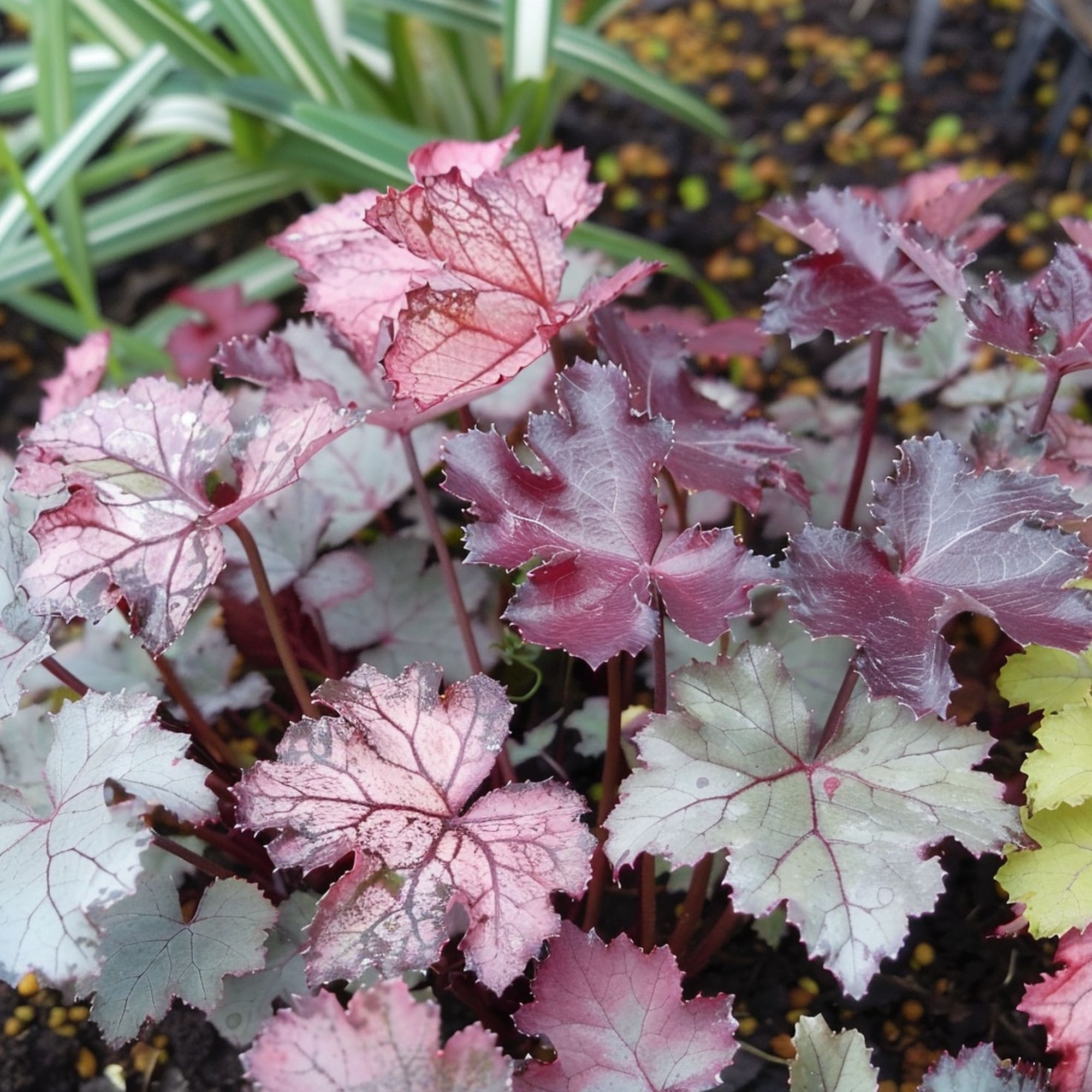Heuchera Color Dream Plant