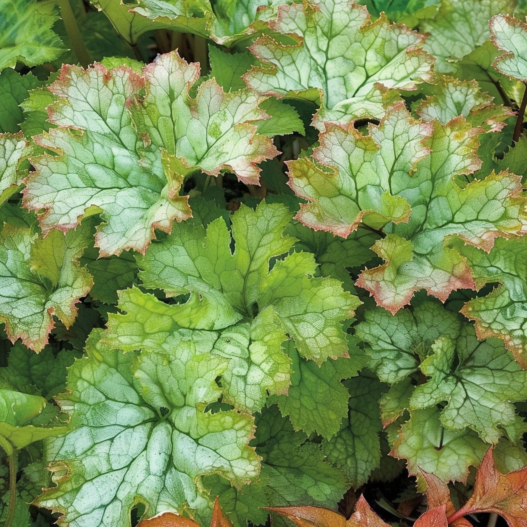 Heuchera Apple Crisp Plant