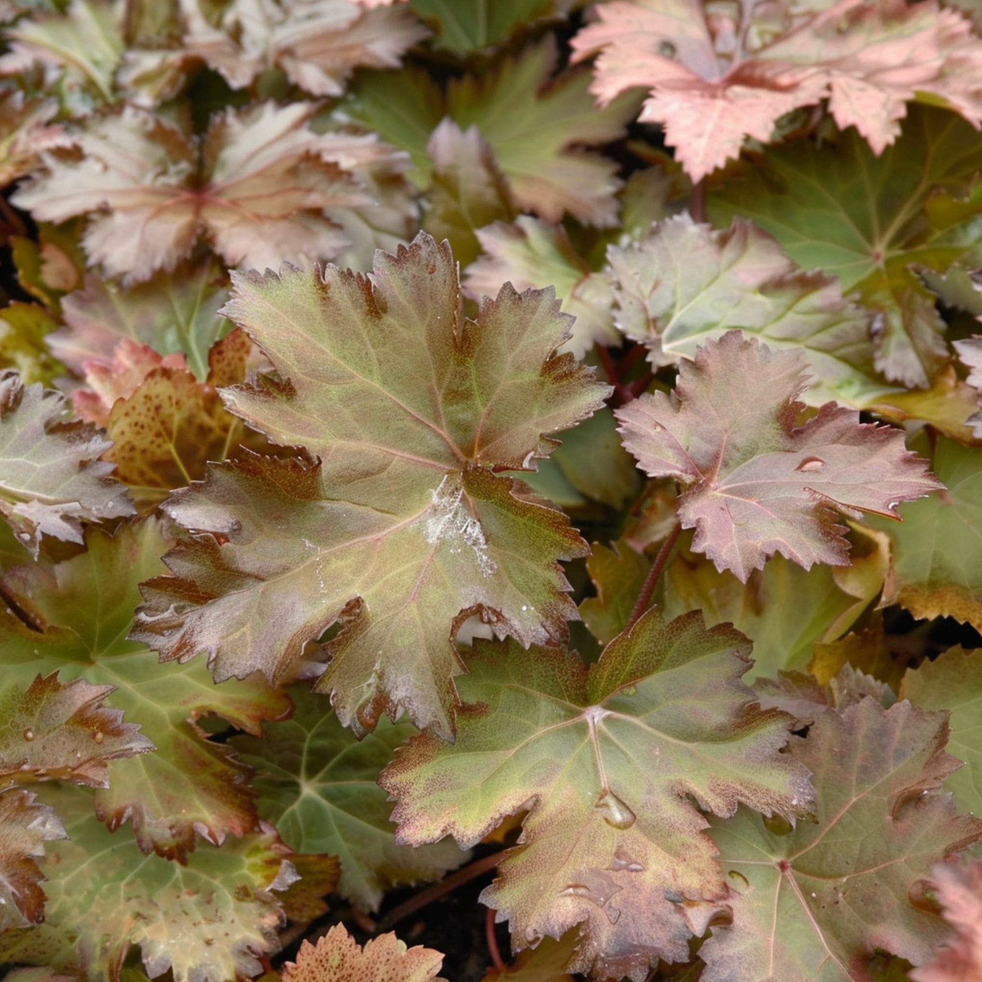 Heuchera Bronze Wave Plant
