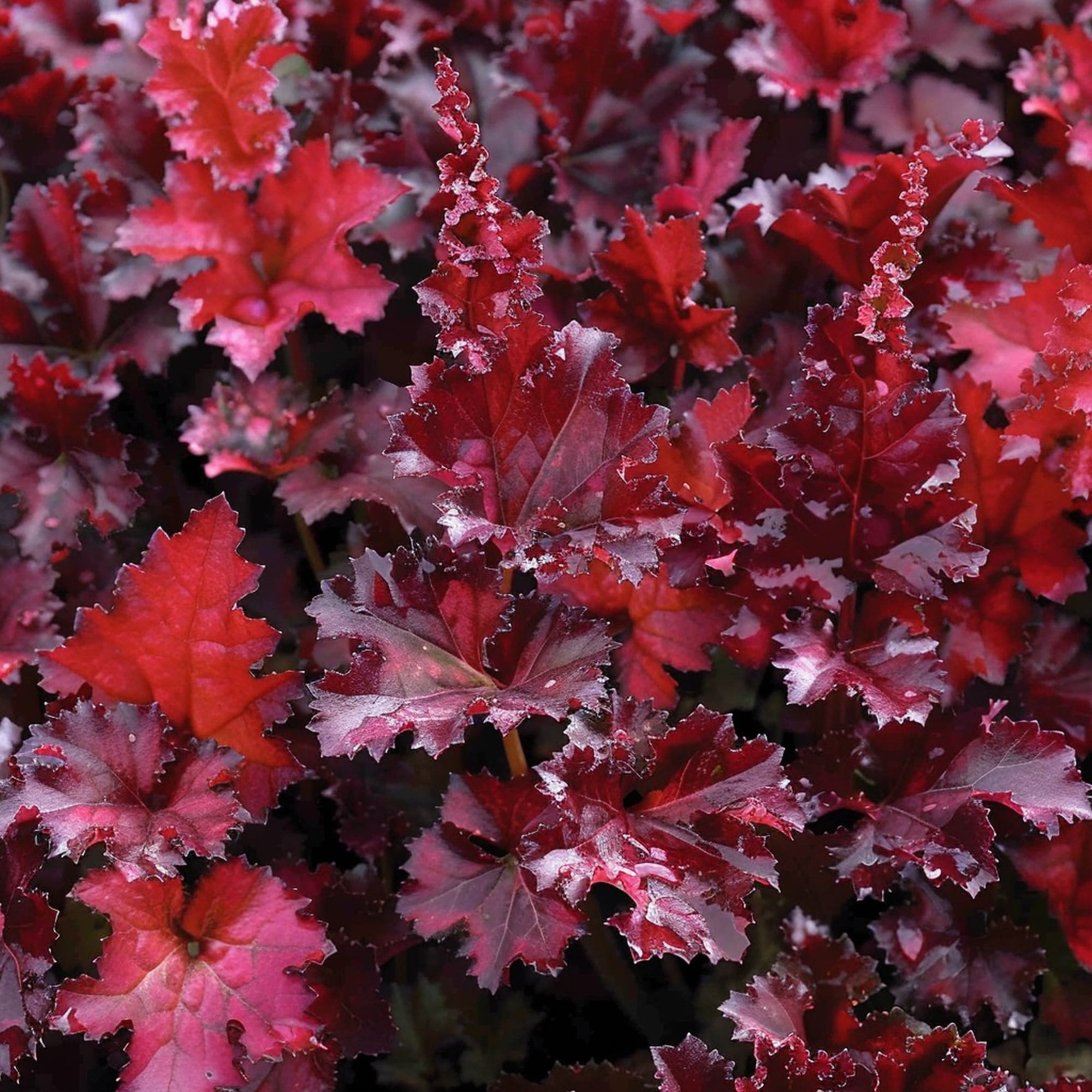 Heuchera Crimson Curls Plant