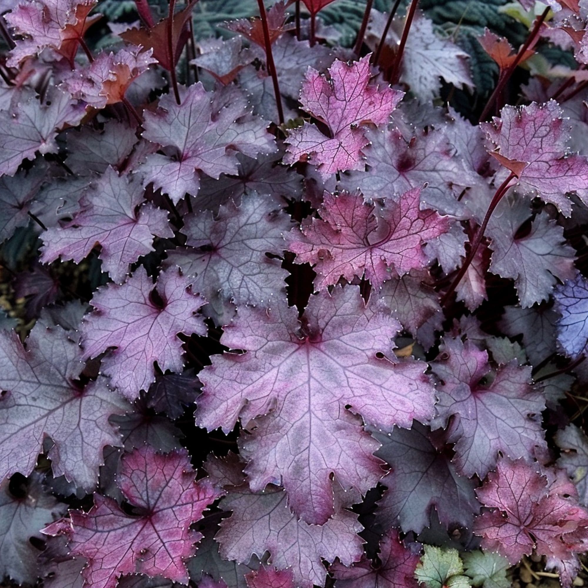 Heuchera Plum Pudding Plant
