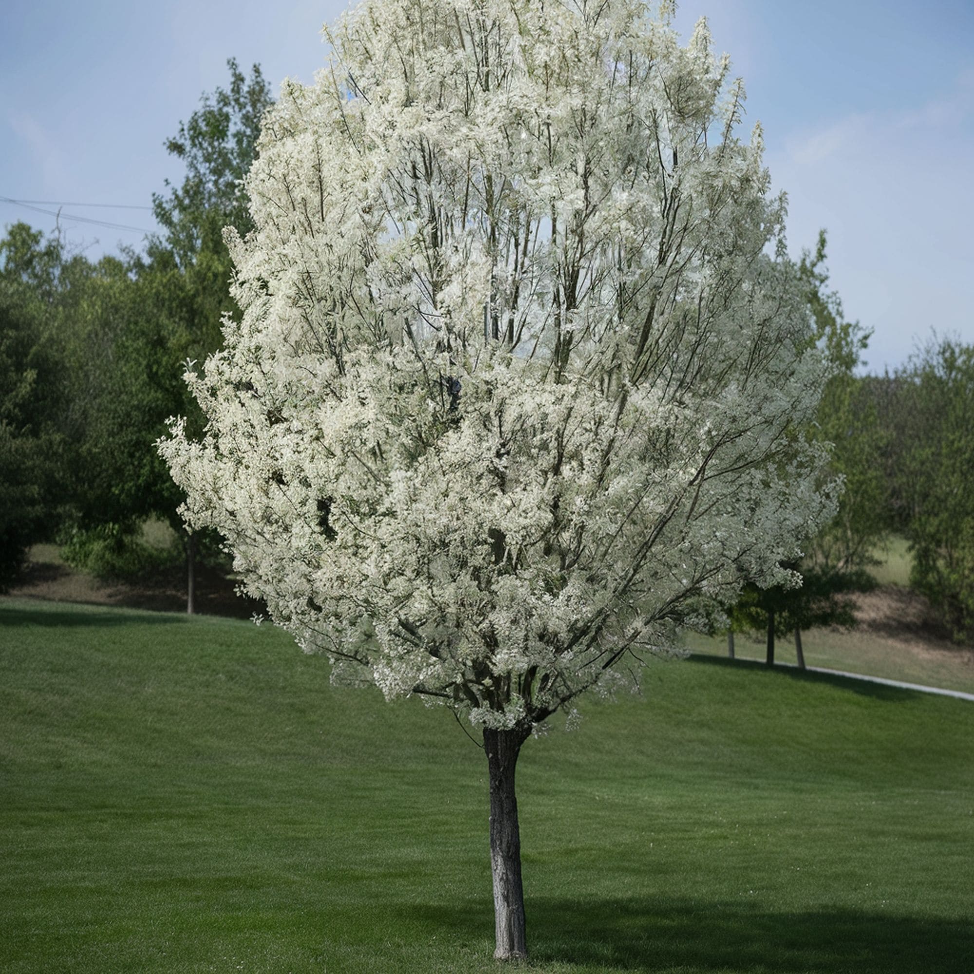 Ornamental Pear Tree