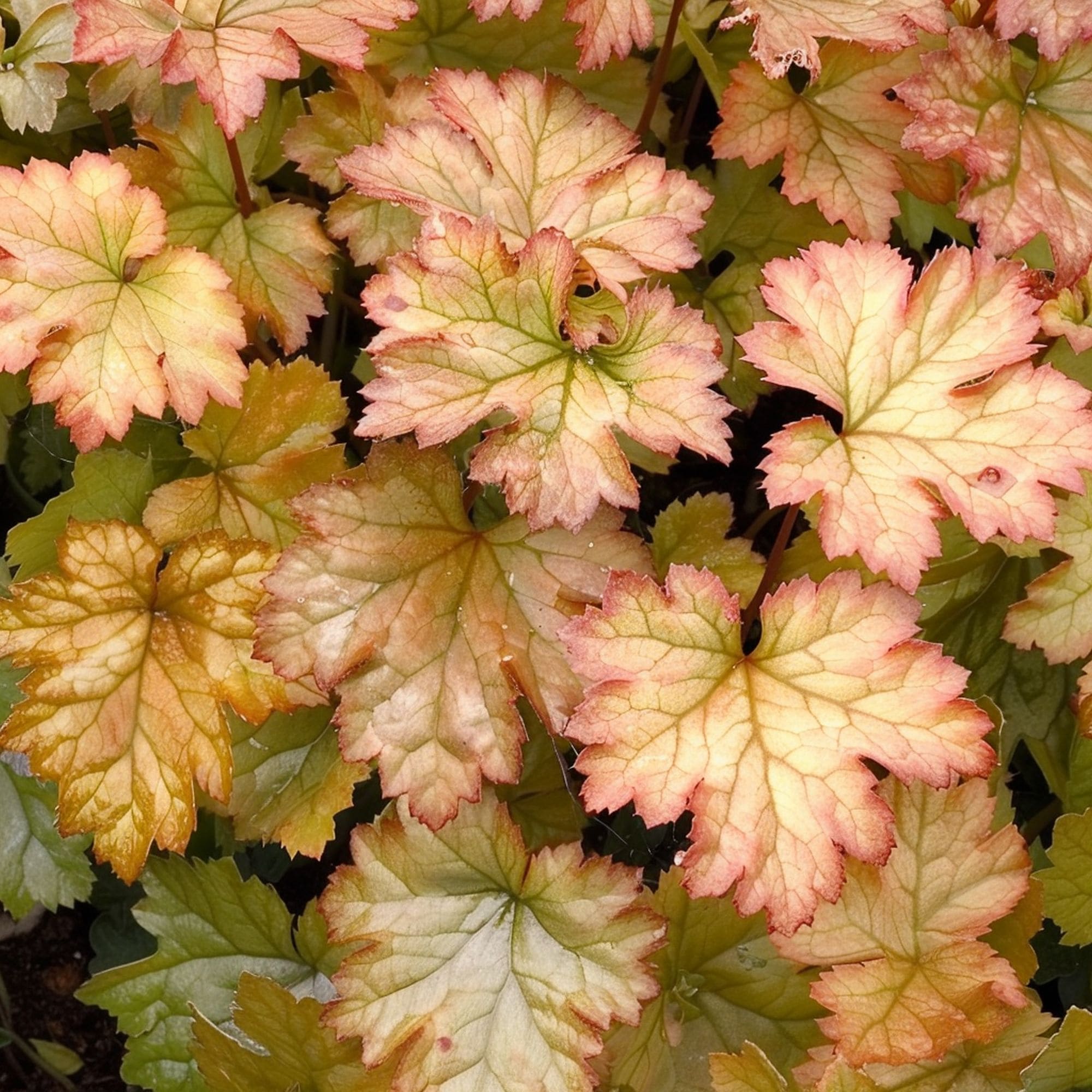 Heuchera Ginger Ale Plant