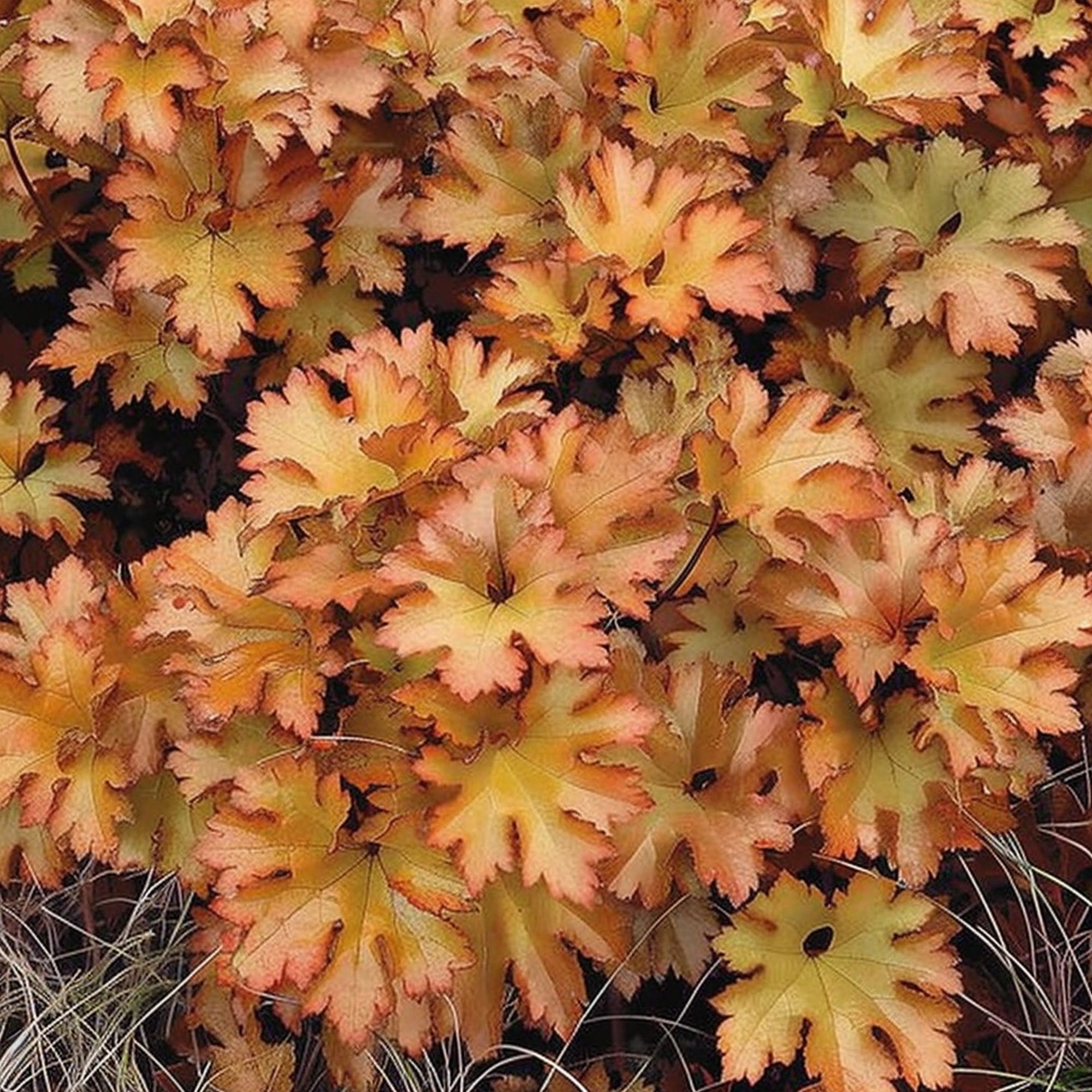 Heuchera Amber Waves Plant