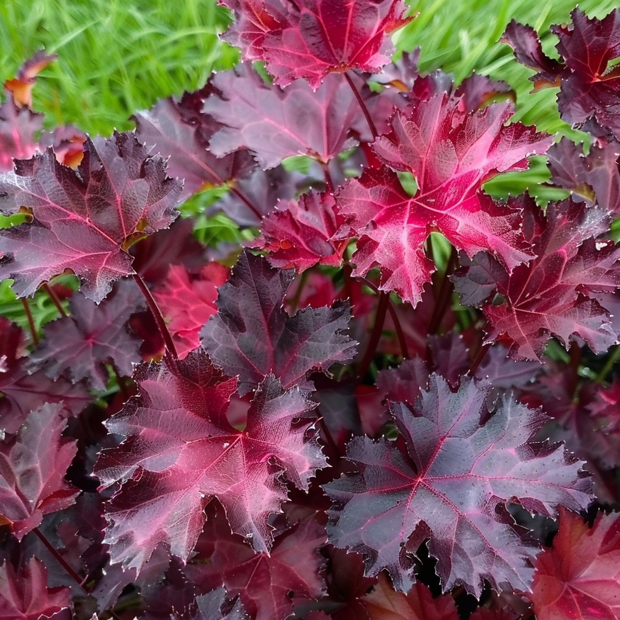 Heuchera Melting Fire Plant