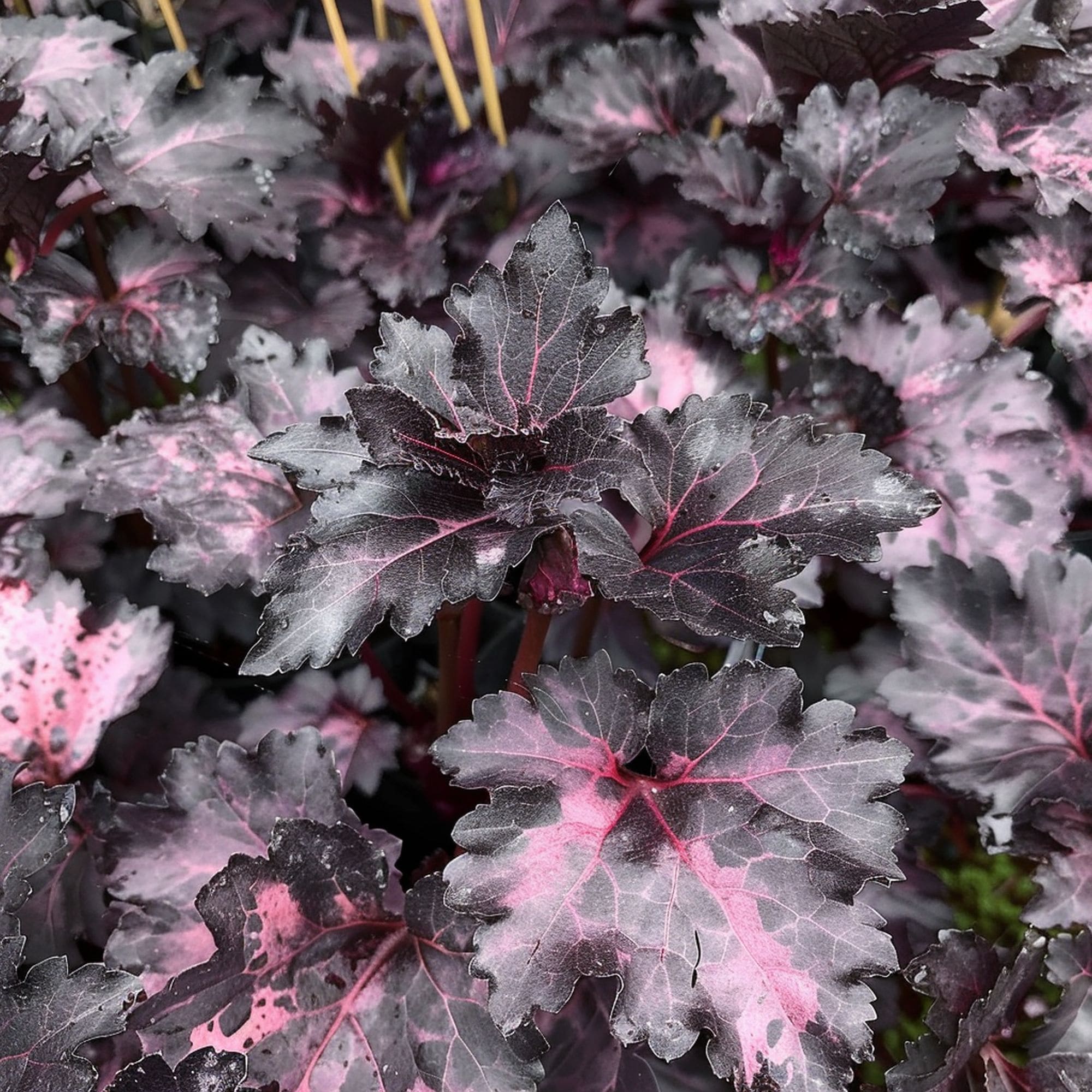 Heuchera Midnight Rose Plant