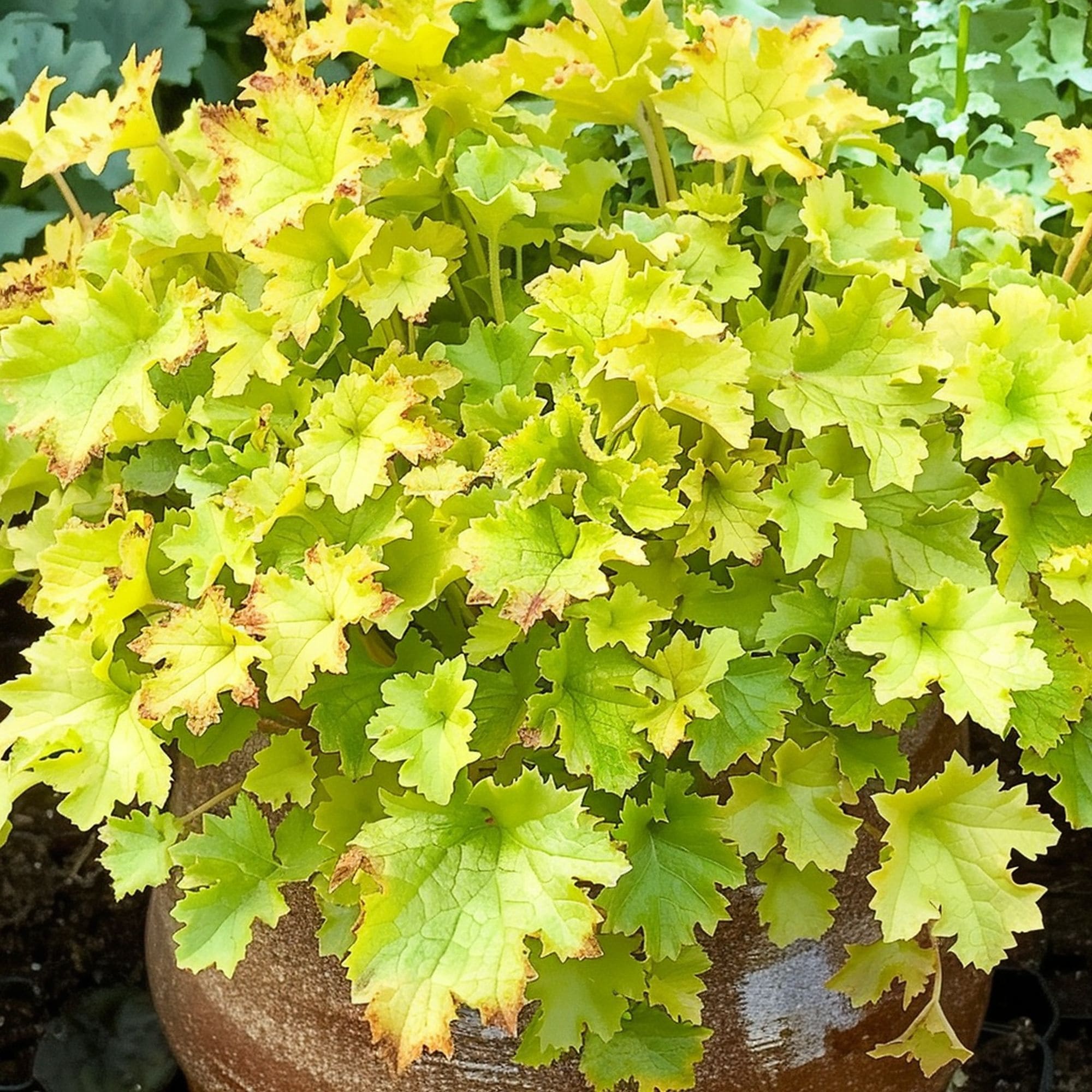 Heuchera Lime Marmalade Plant