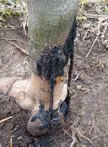 How to Make a Bridge Graft for Your Trees