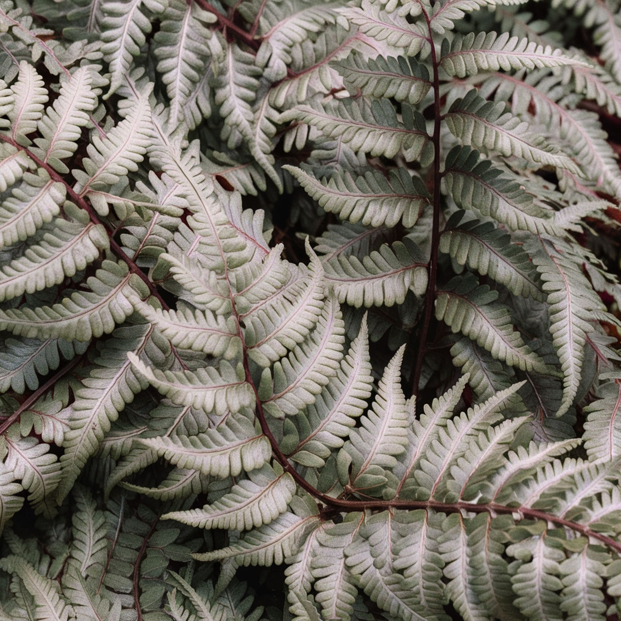 Japanese Painted Fern