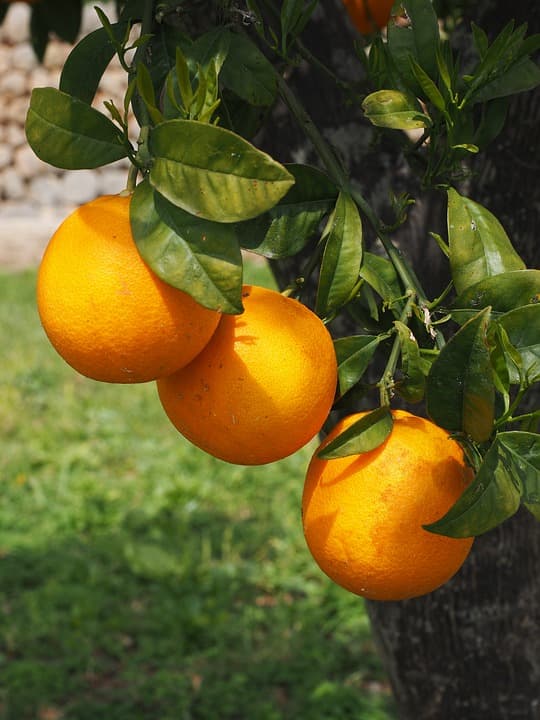 The 15 Most Common Citrus Fruit Trees