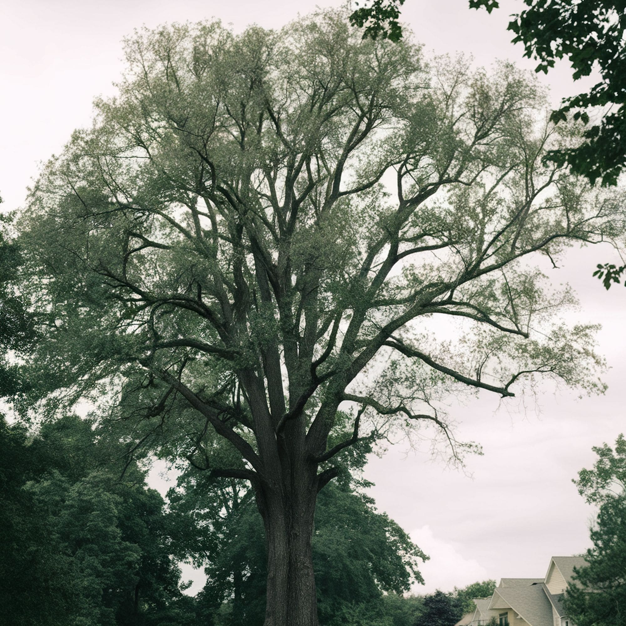 European White Elm Tree