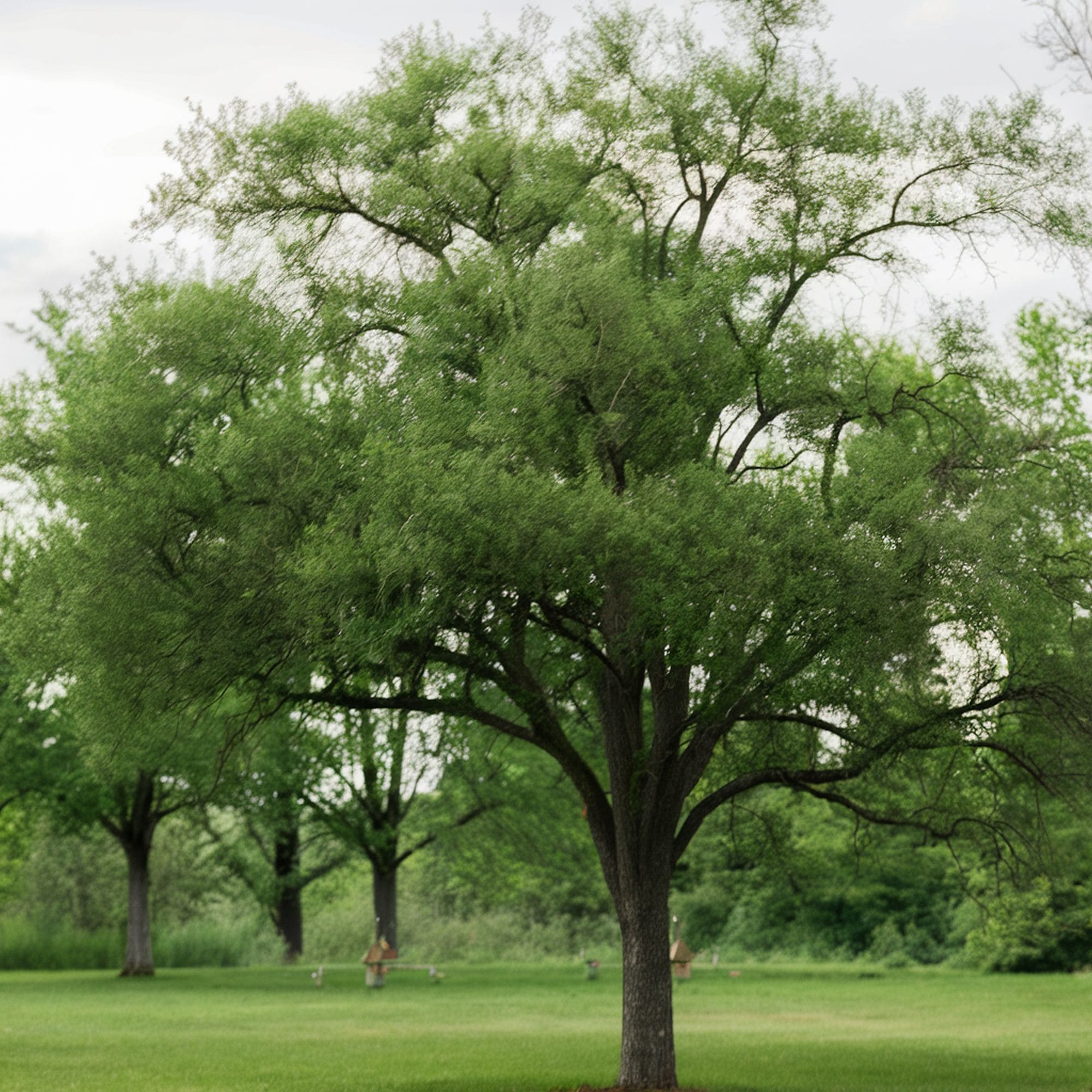 Large Fruited Elm Tree