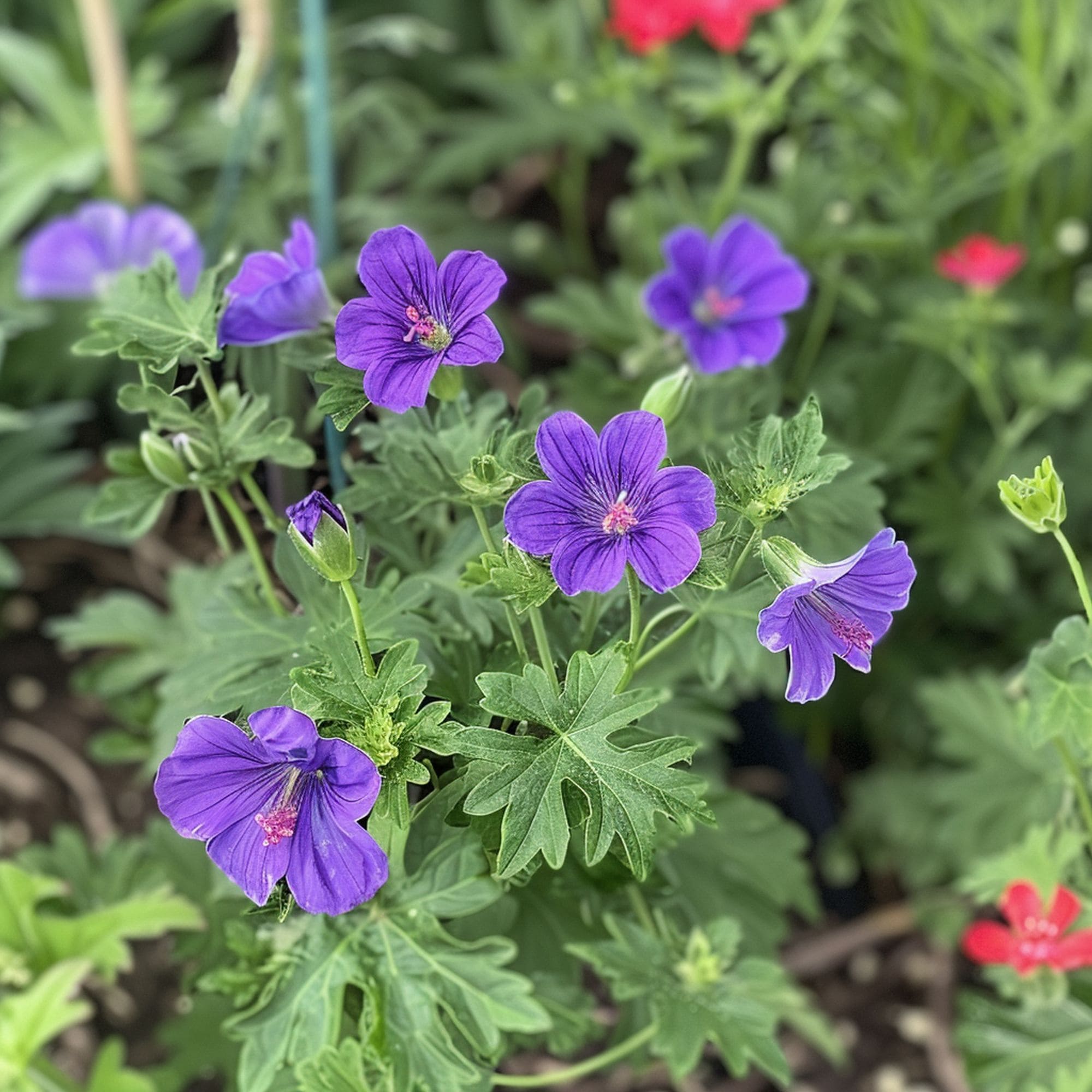 Cranesbill Geranium Plant