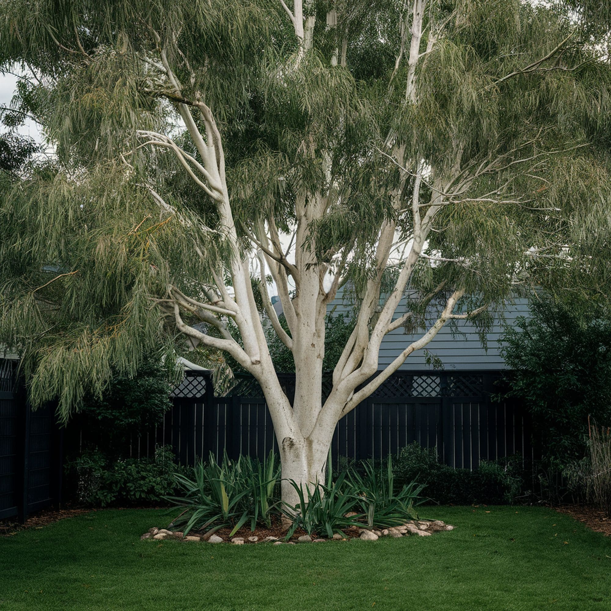 Eucalyptus