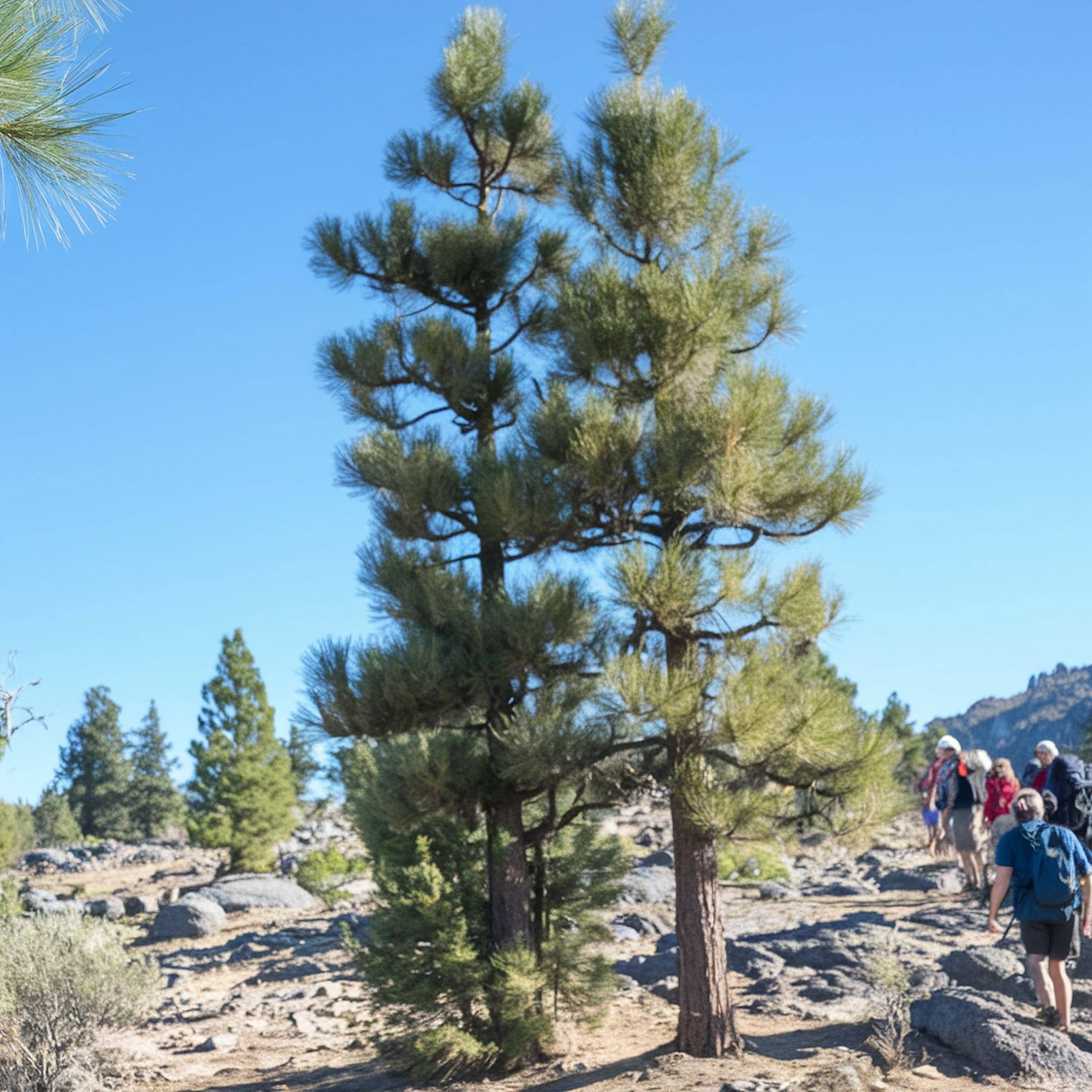 Canary Island Pine Tree