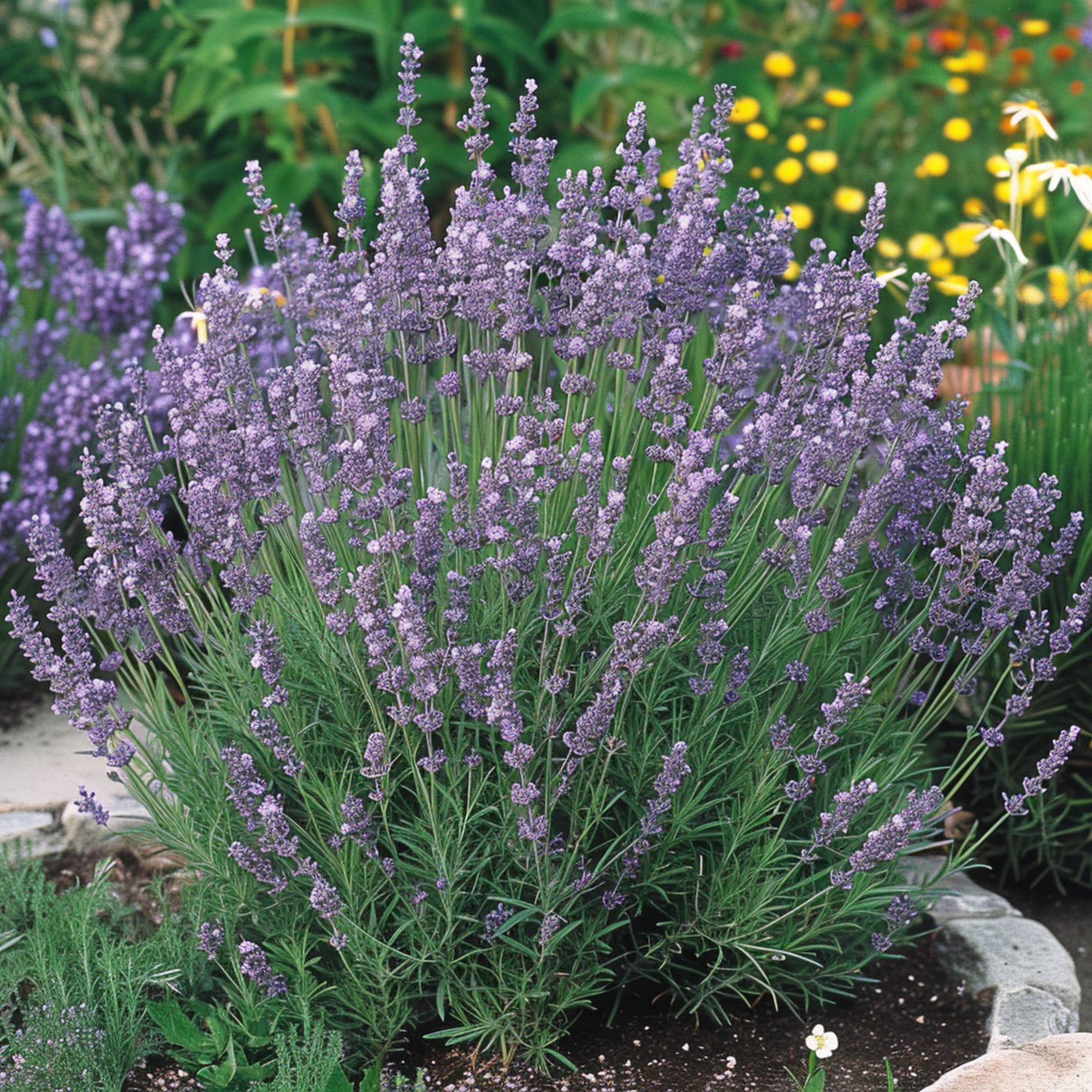 Lavender Plant