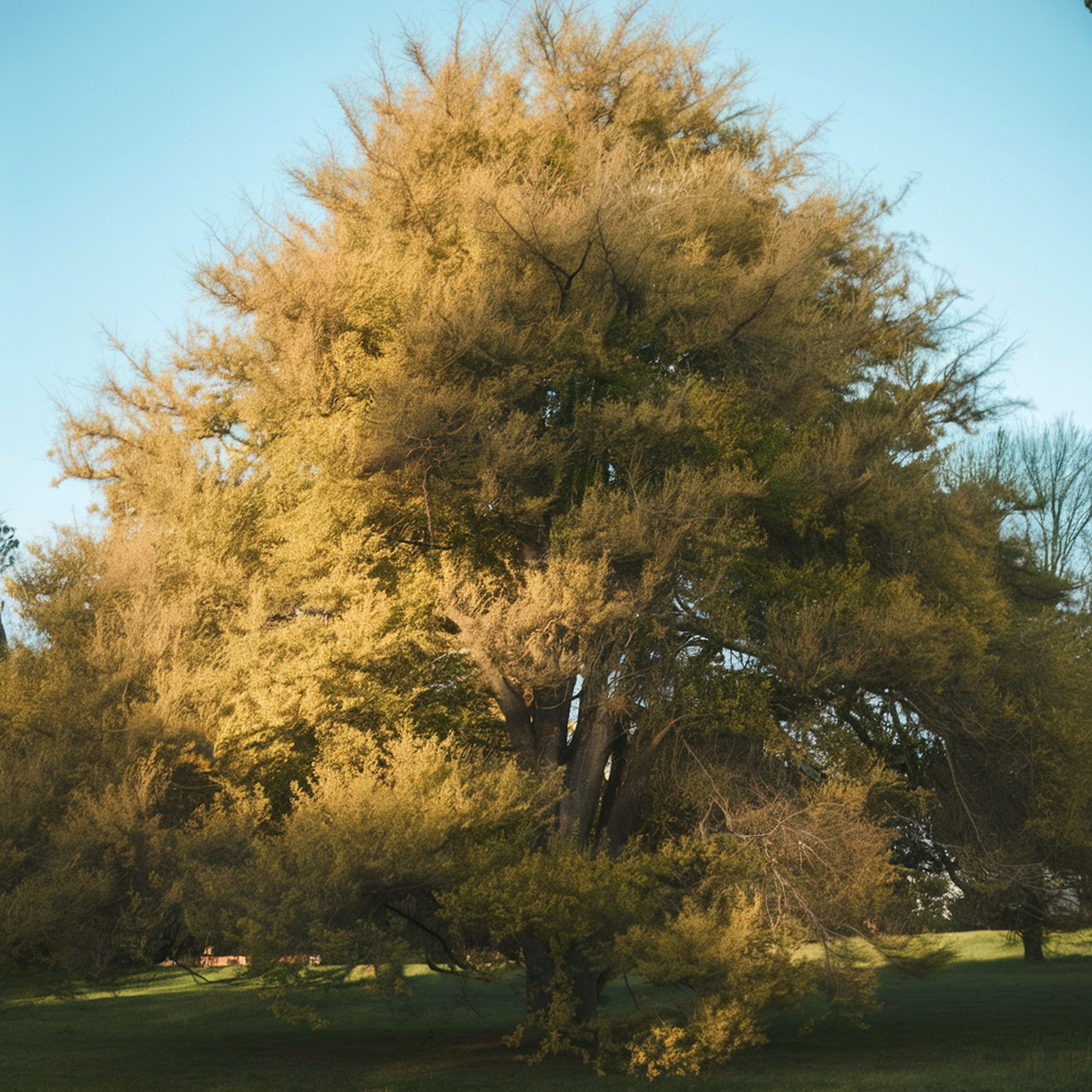 Cherry Bark Elm Tree