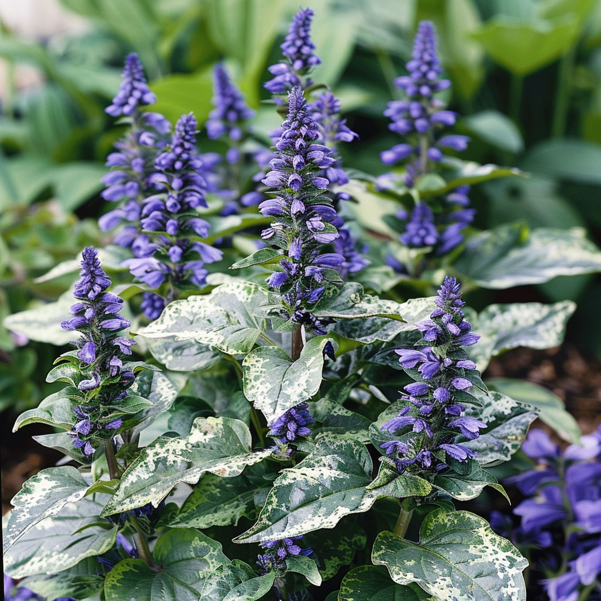 Bugleweed Plant