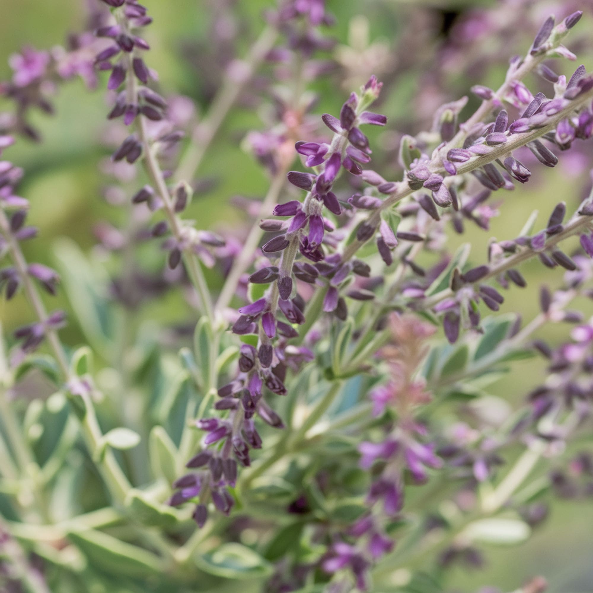 Russian Sage Plant