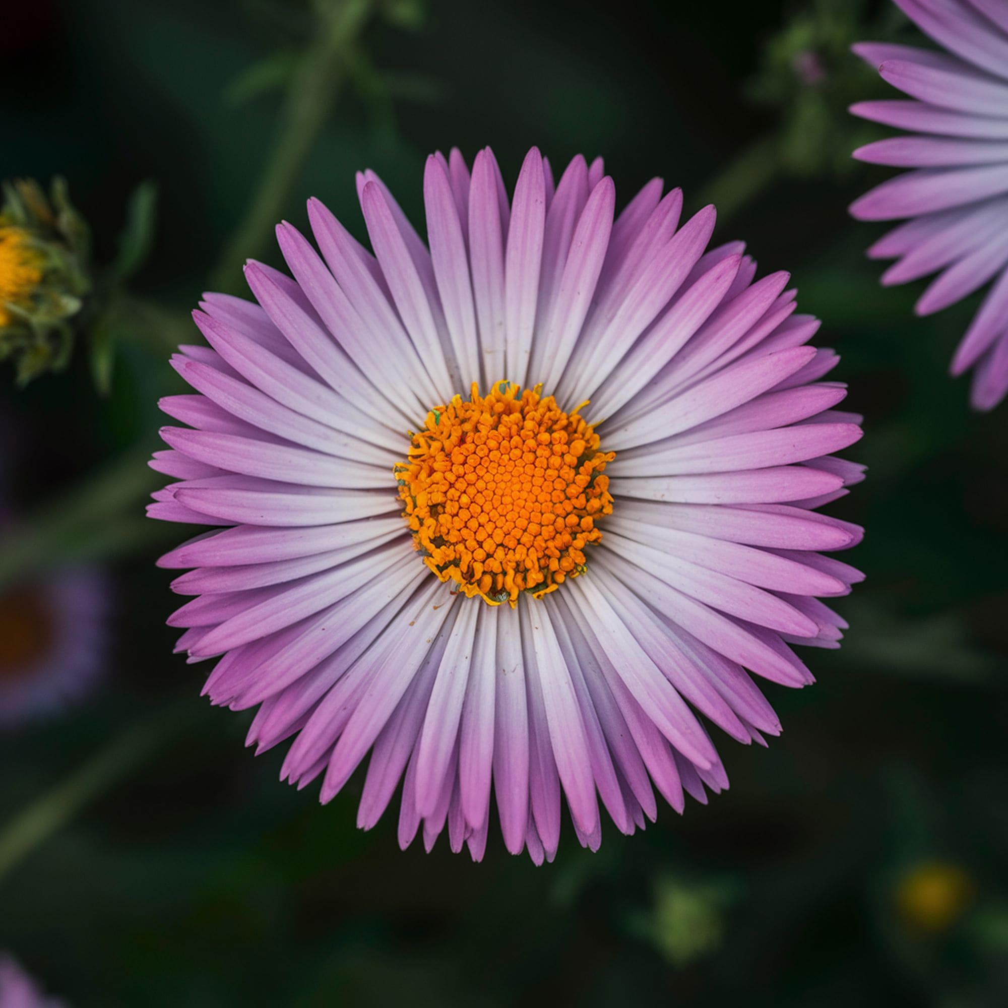 Aster Plant