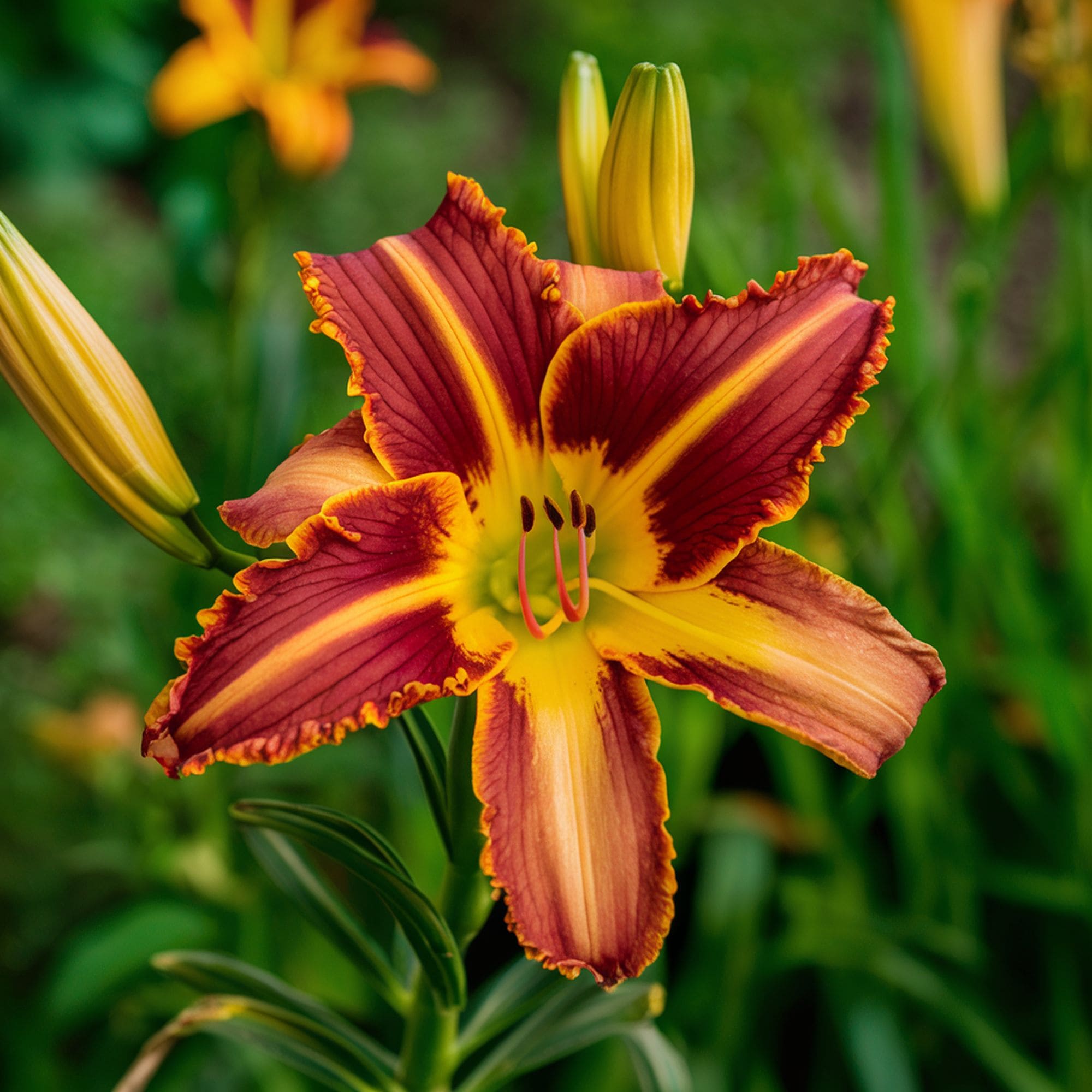 Daylily Plant