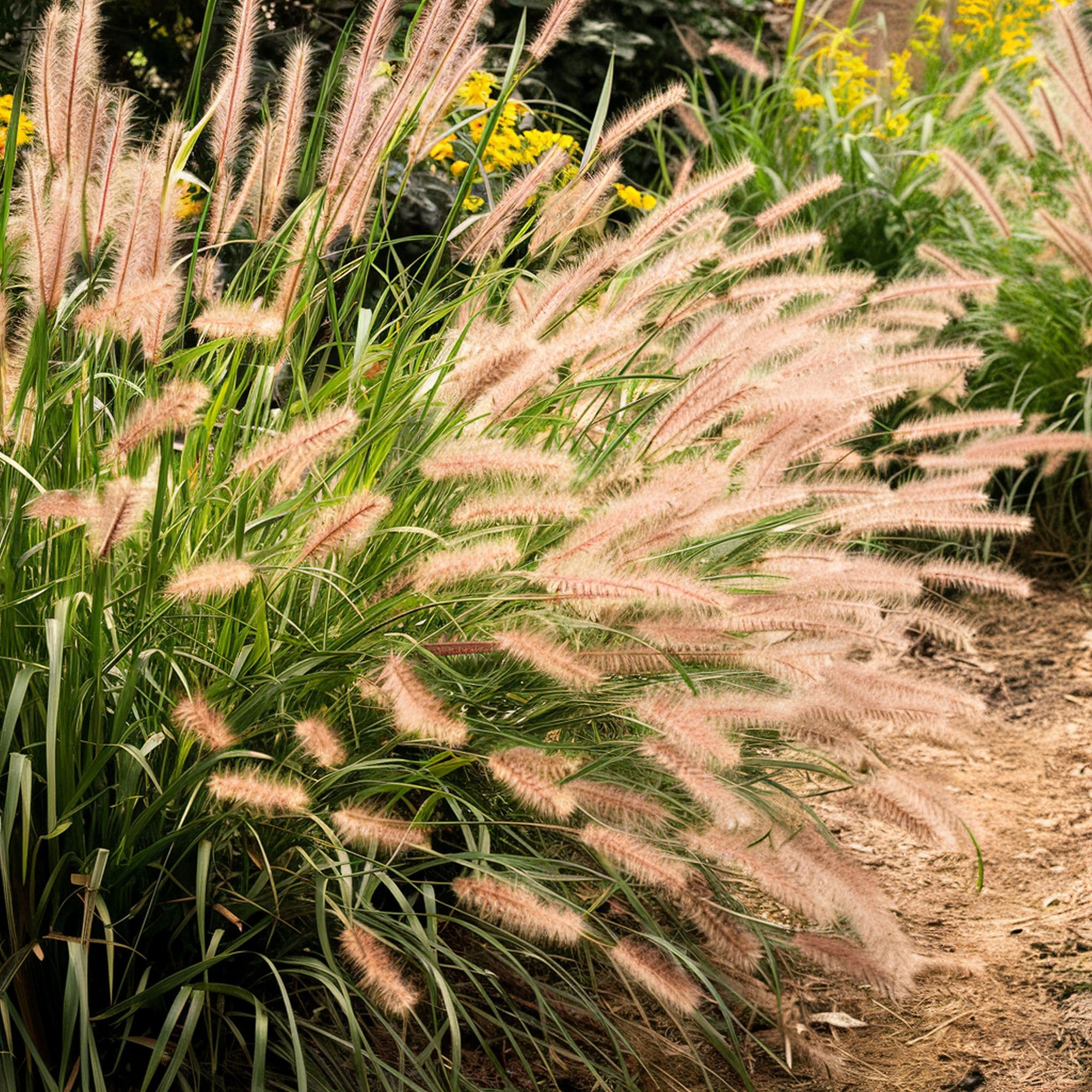 Fountain Grass Plant