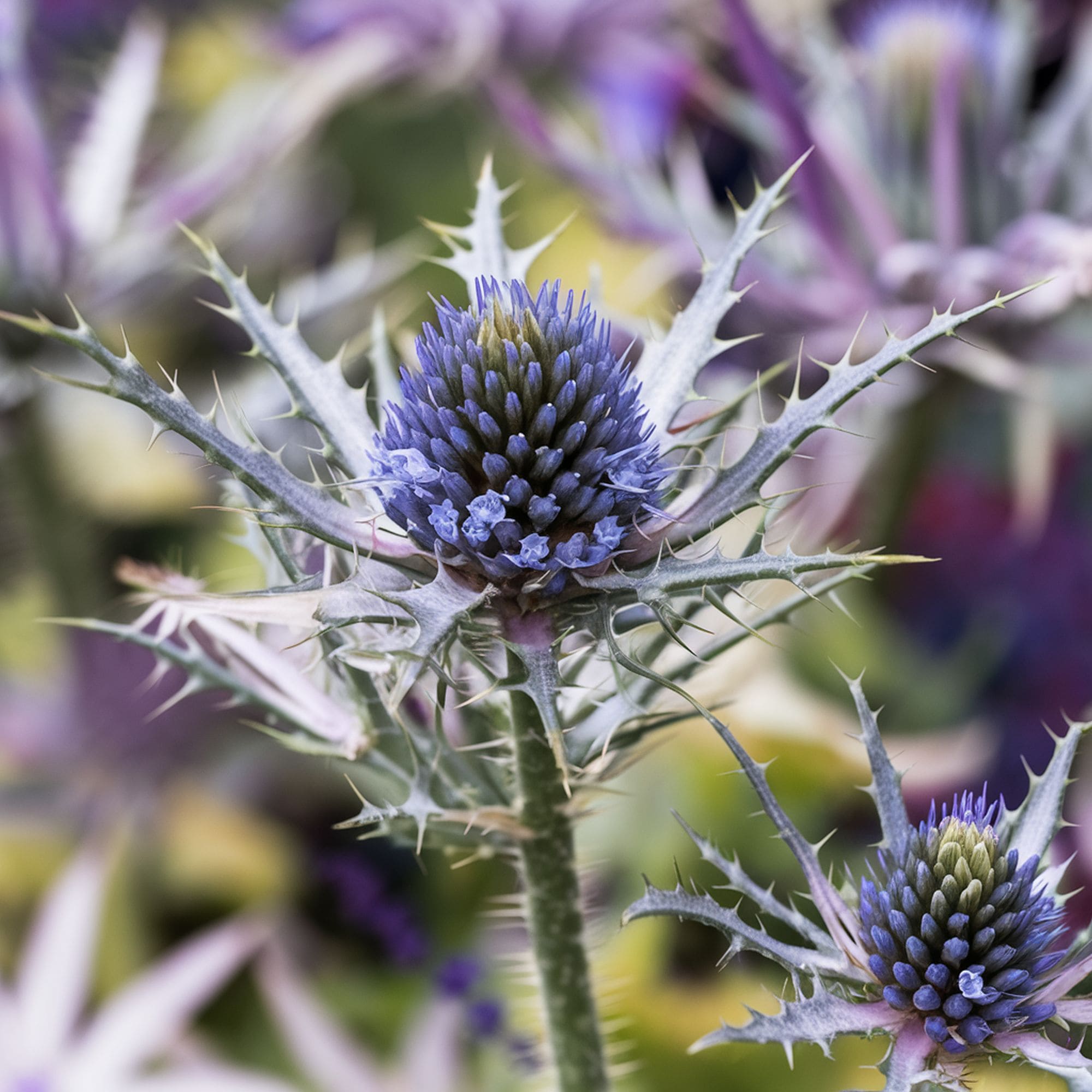 Sea Holly Plant