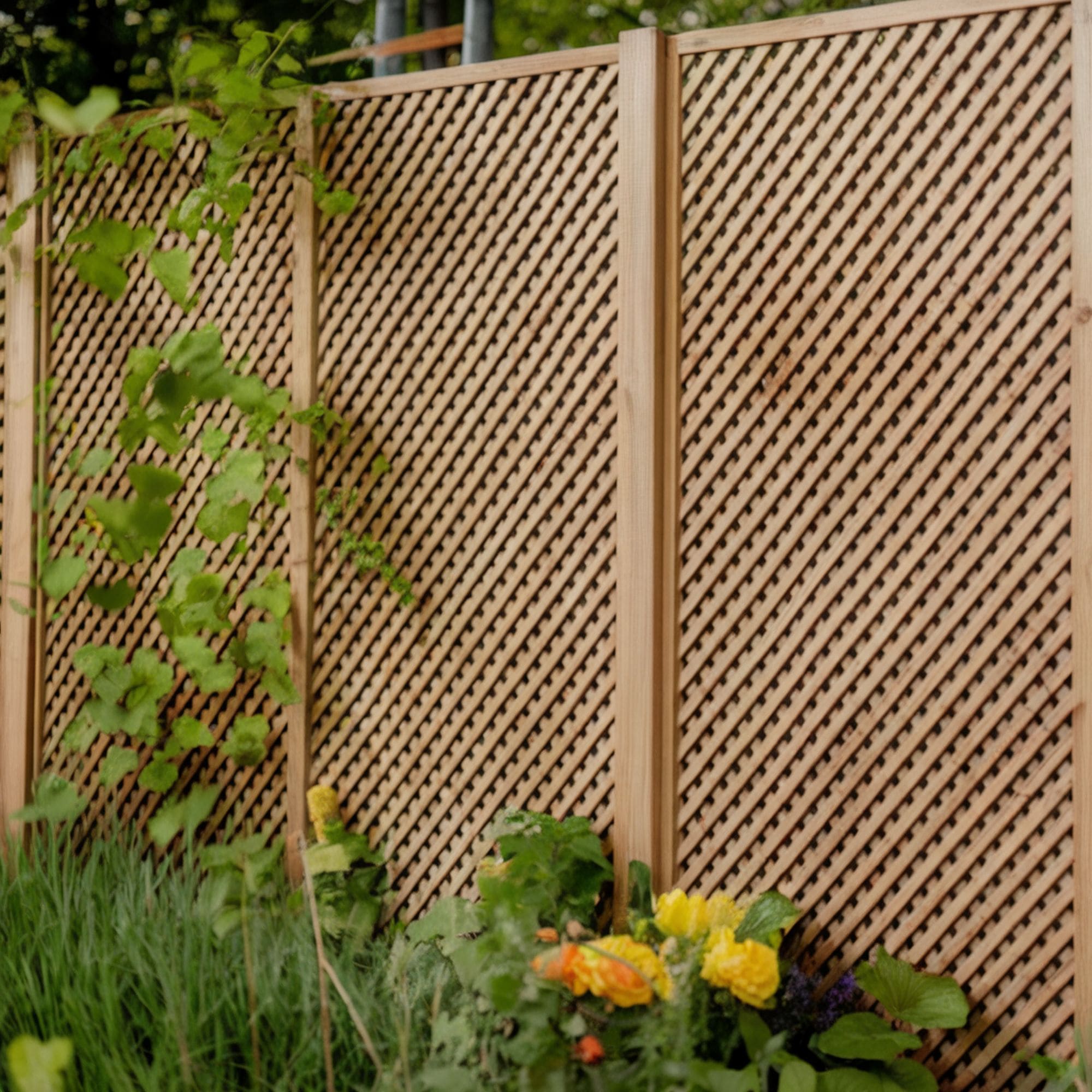 Trellis Privacy Fence